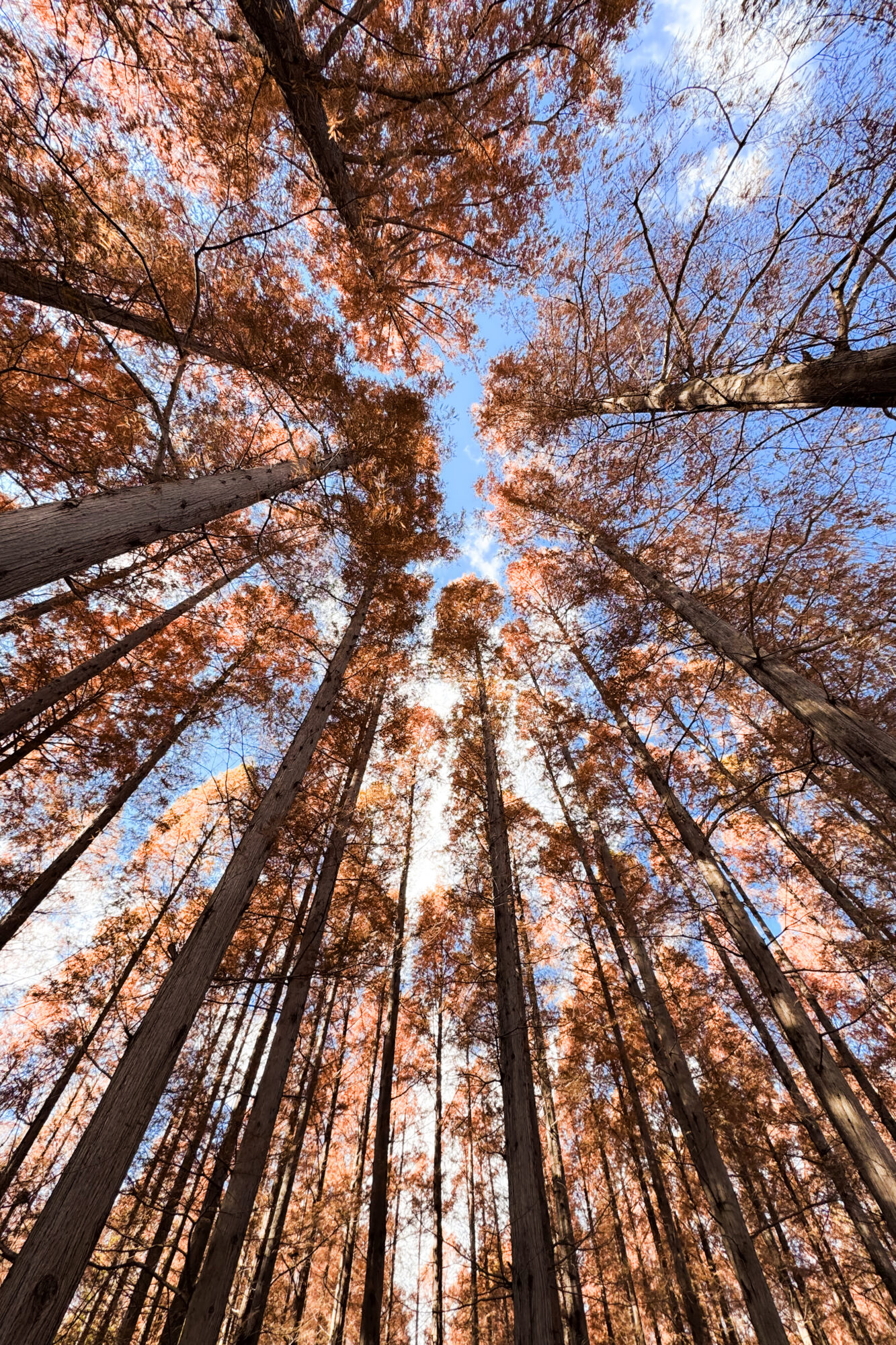 iPhone 15 Pro Max f/2.2 1/310sec 2.2200000286119mm