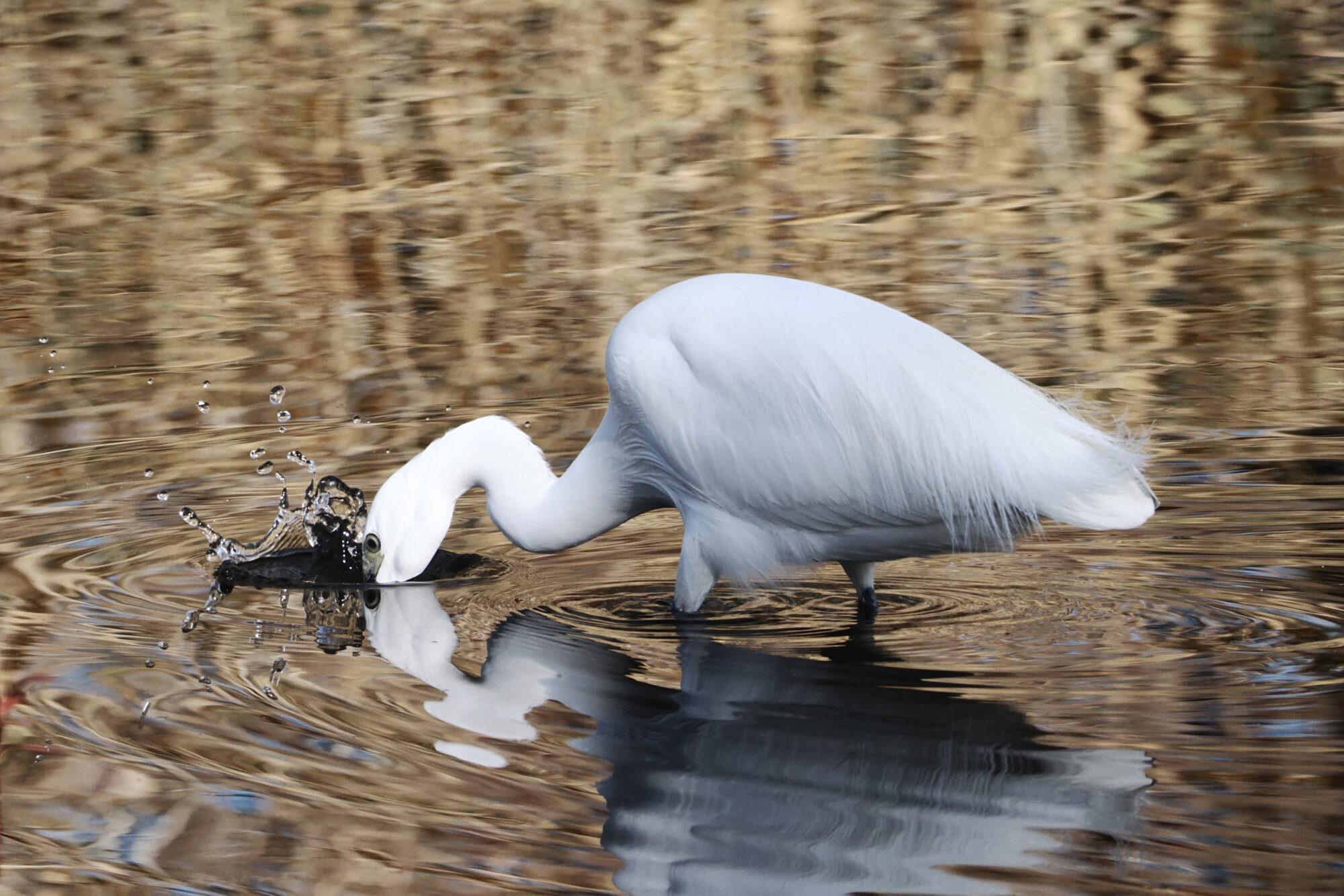 OM-3 f/7.1 1/1250sec 240mm