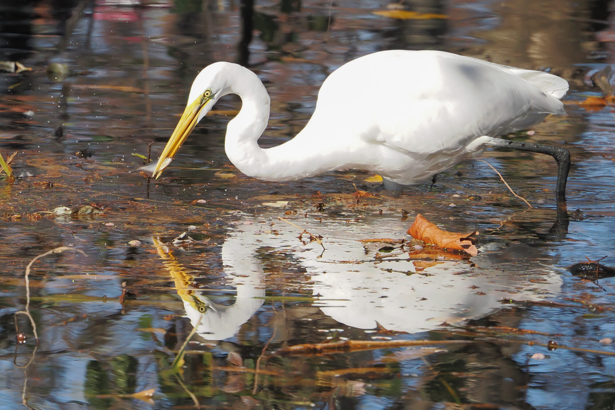 OM-3 f/6.3 1/2500sec 171mm