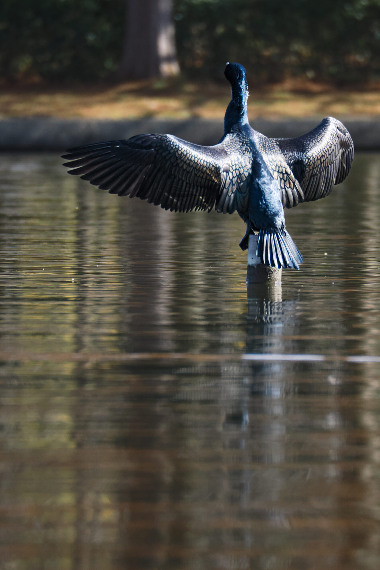 OM-3 f/6.7 1/2000sec 300mm