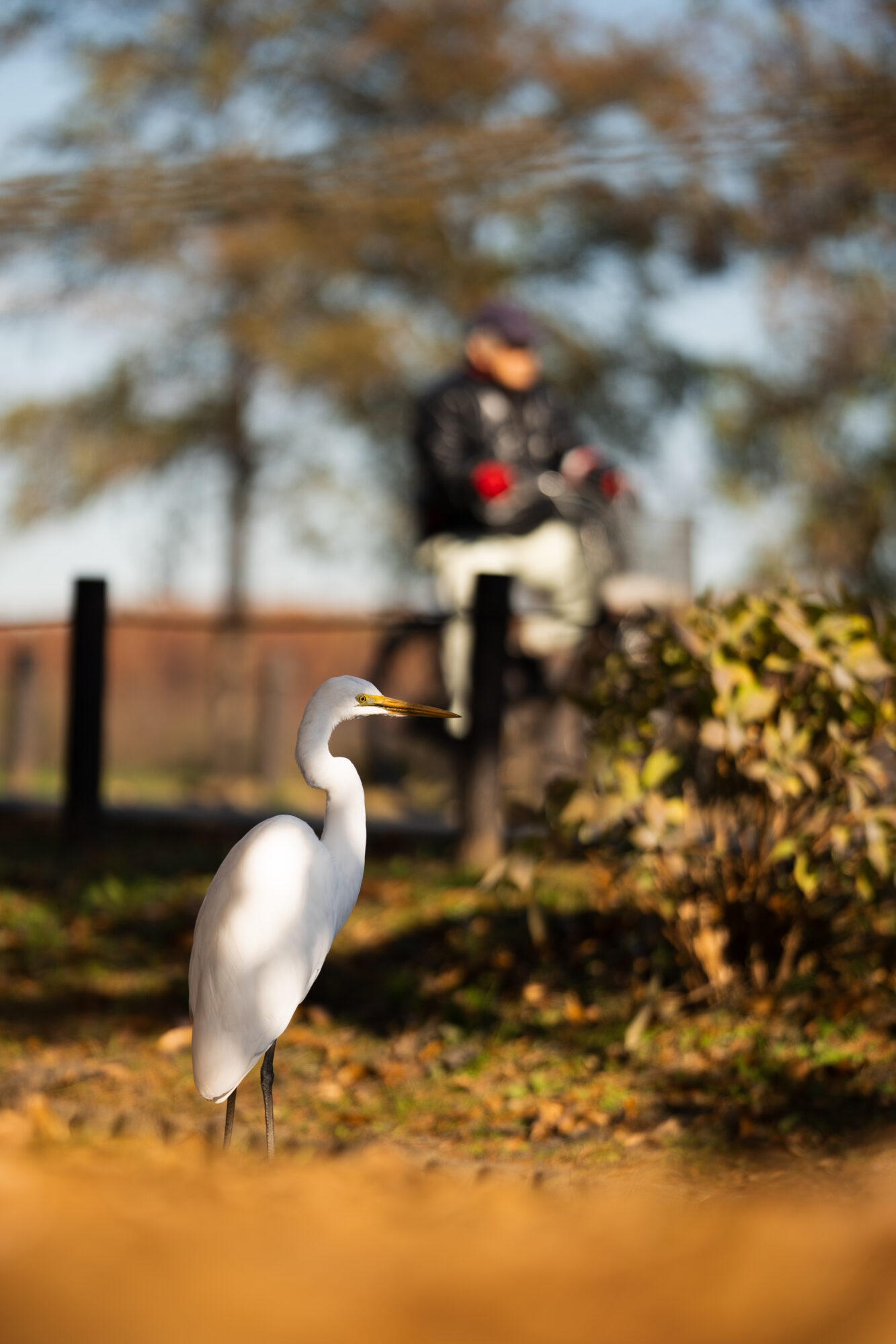 ILCE-7C f/1.8 1/2000sec 135mm