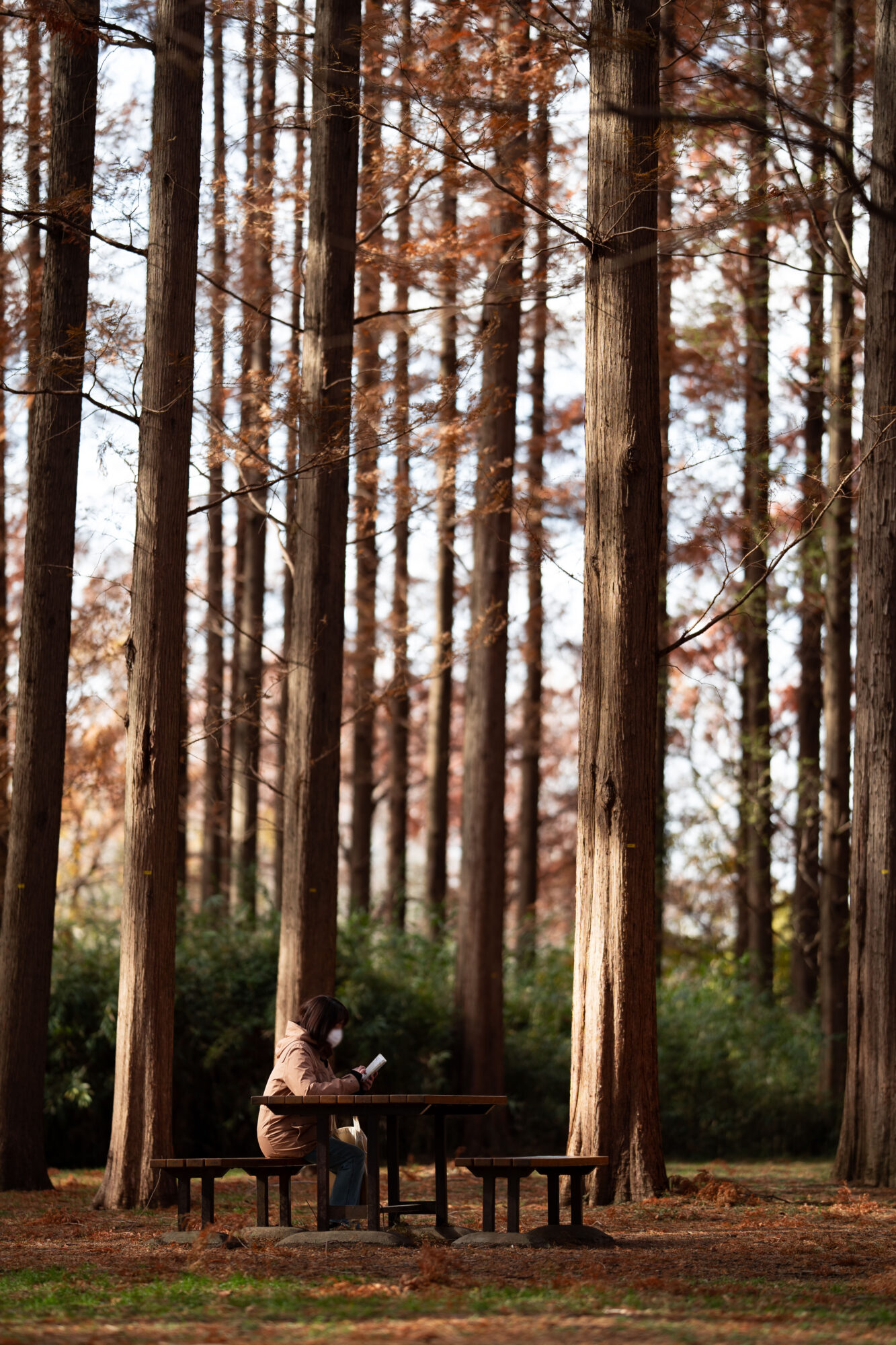 ILCE-7C f/1.8 1/250sec 135mm ノーマル