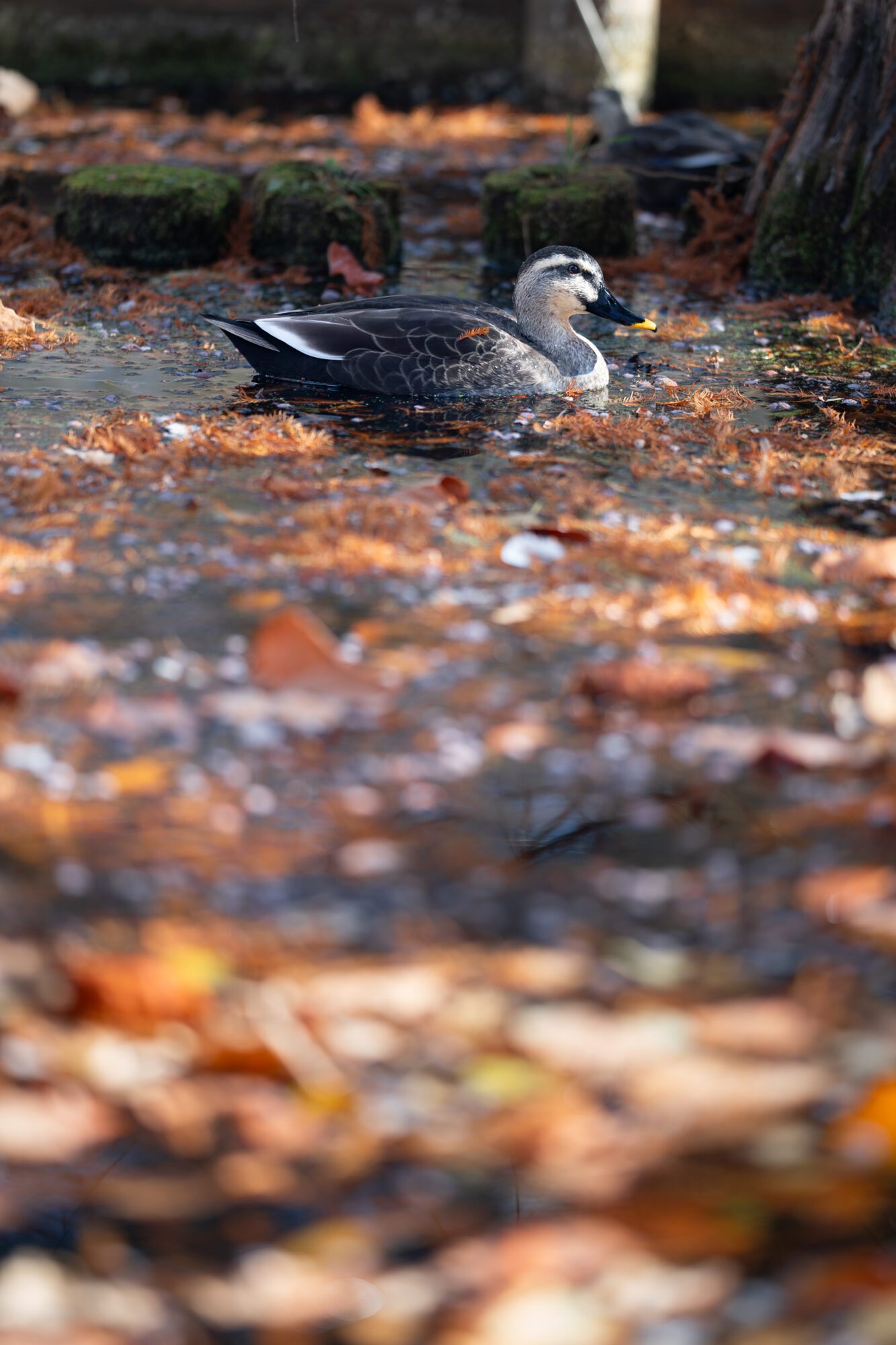 ILCE-7C f/1.8 1/250sec 135mm