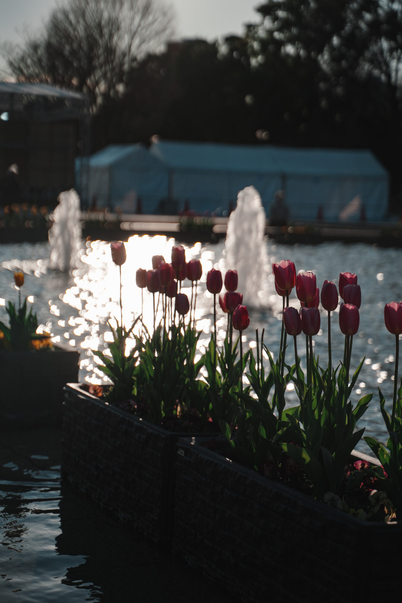 ILCE-7M5 f/2.8 1/8000sec 75mm