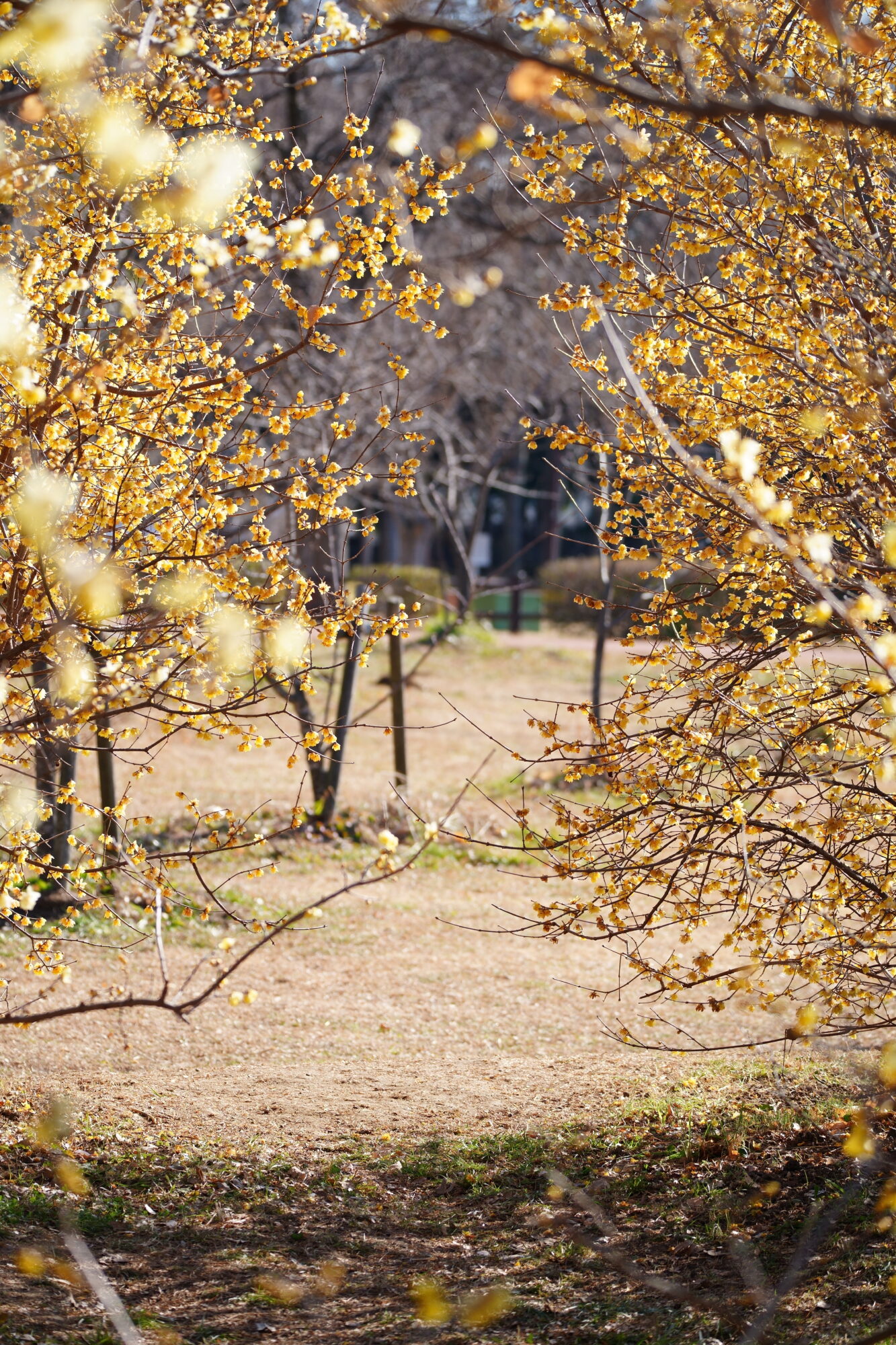 ILCE-7M5 f/5 1/500sec 137mm ノーマル