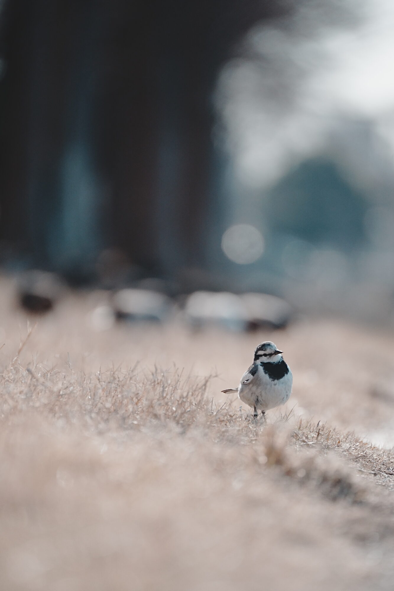 ILCE-7M5 f/6.3 1/2000sec 300mm ノーマル