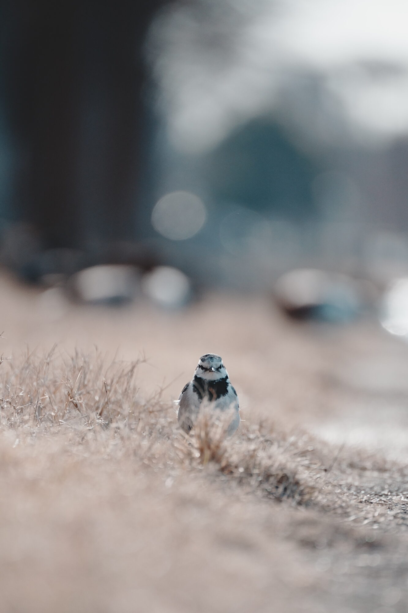 ILCE-7M5 f/6.3 1/2000sec 300mm ノーマル