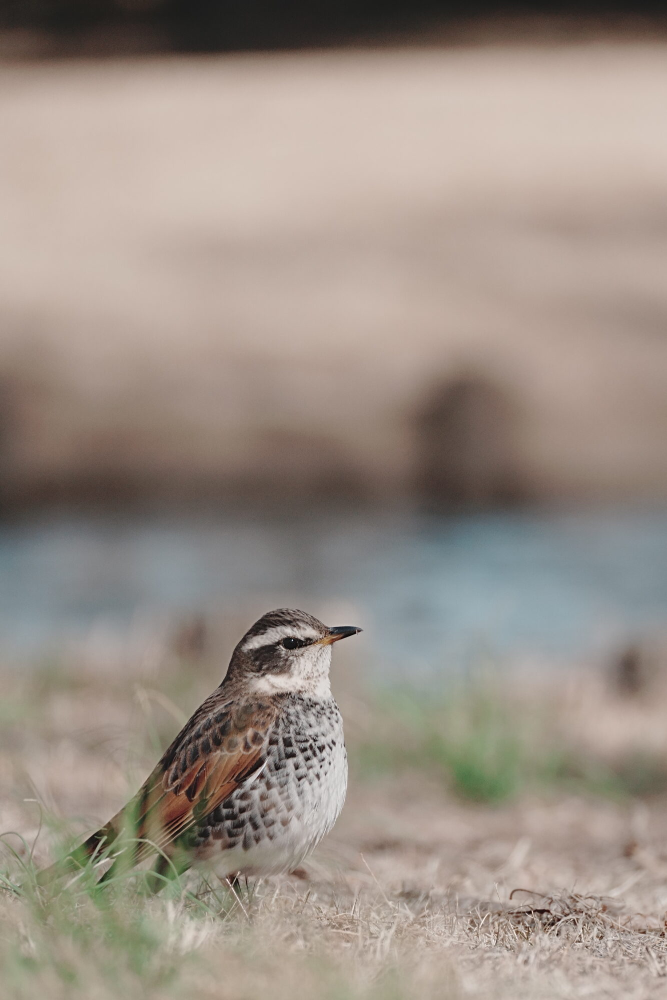 ILCE-7M5 f/5.6 1/3200sec 219mm ノーマル