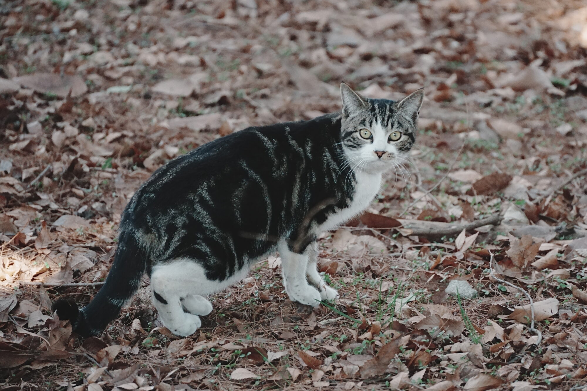 ILCE-7M5 f/6.3 1/3200sec 300mm ノーマル