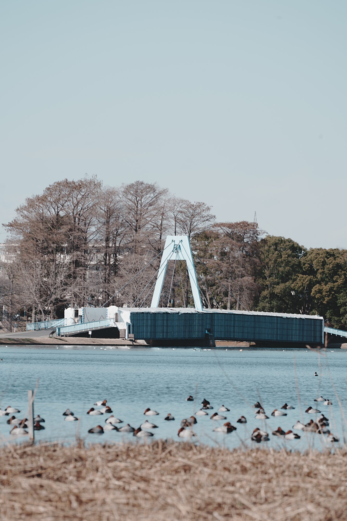 ILCE-7M5 f/11 1/400sec 300mm ノーマル