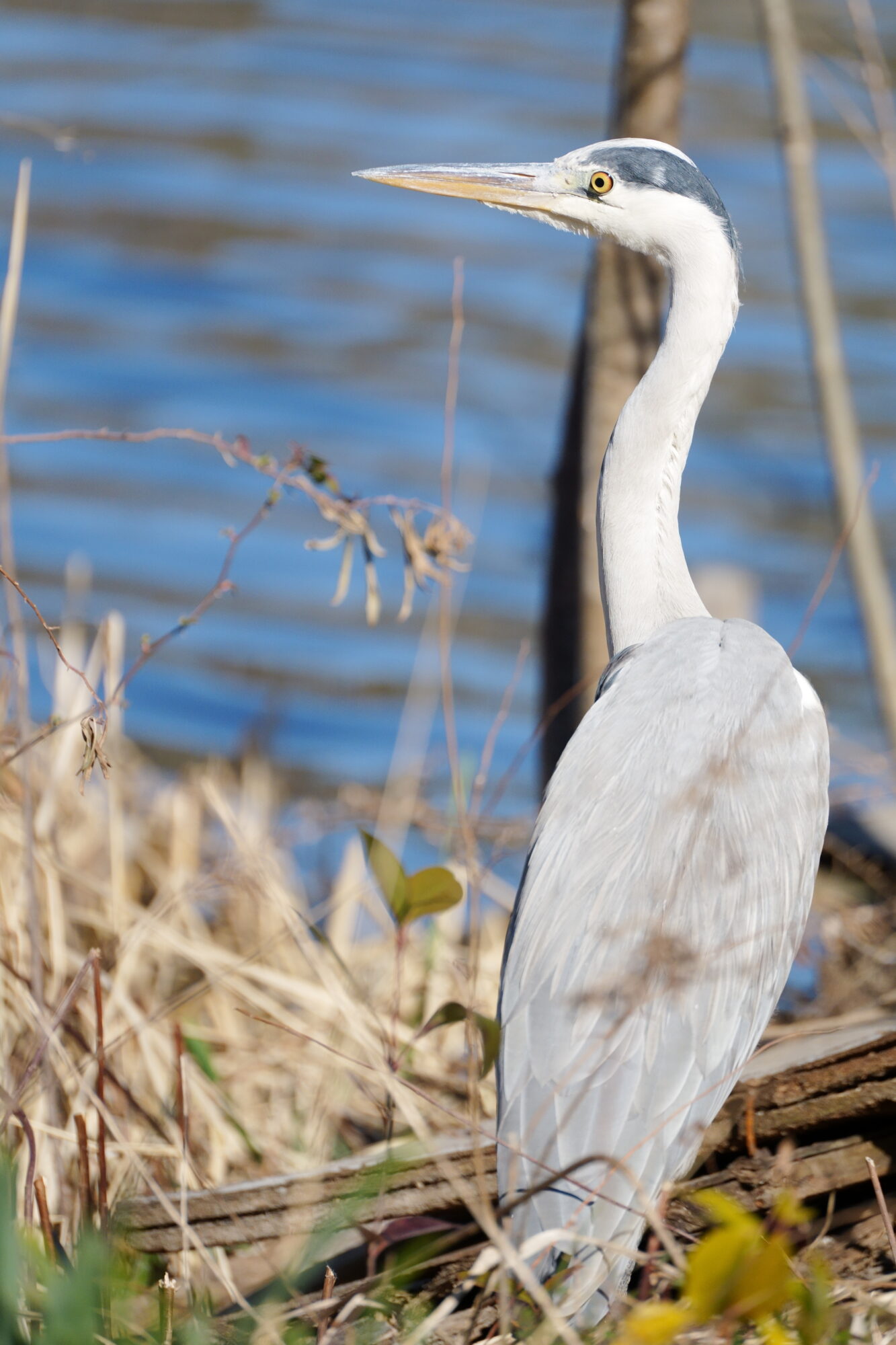 ILCE-7M5 f/6.3 1/2500sec 300mm ノーマル