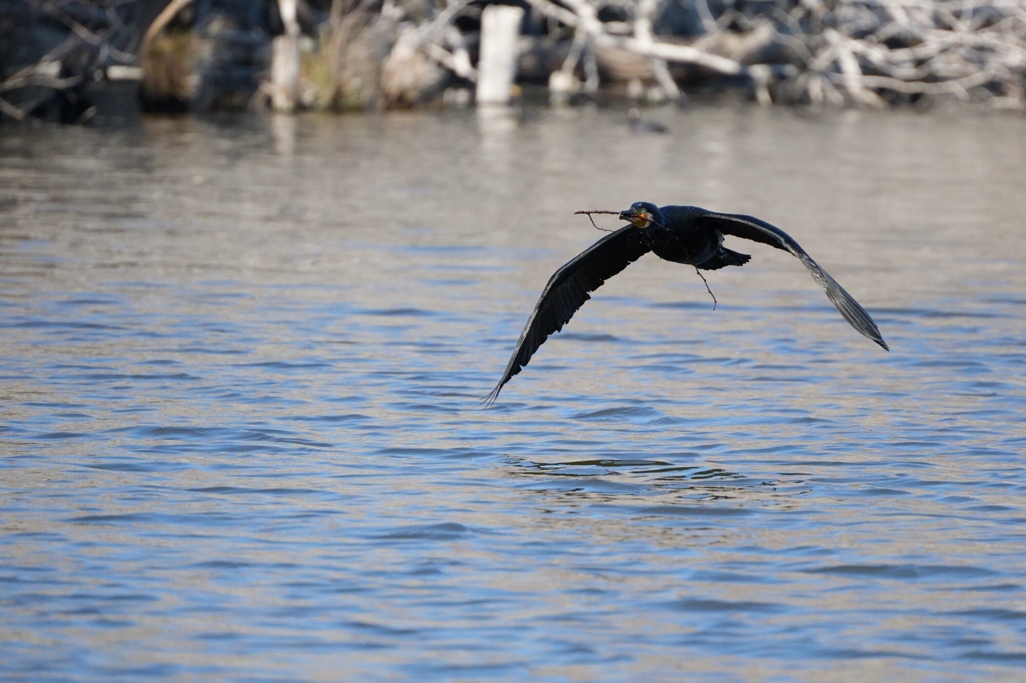 ILCE-7M5 f/6.3 1/2500sec 300mm ノーマル