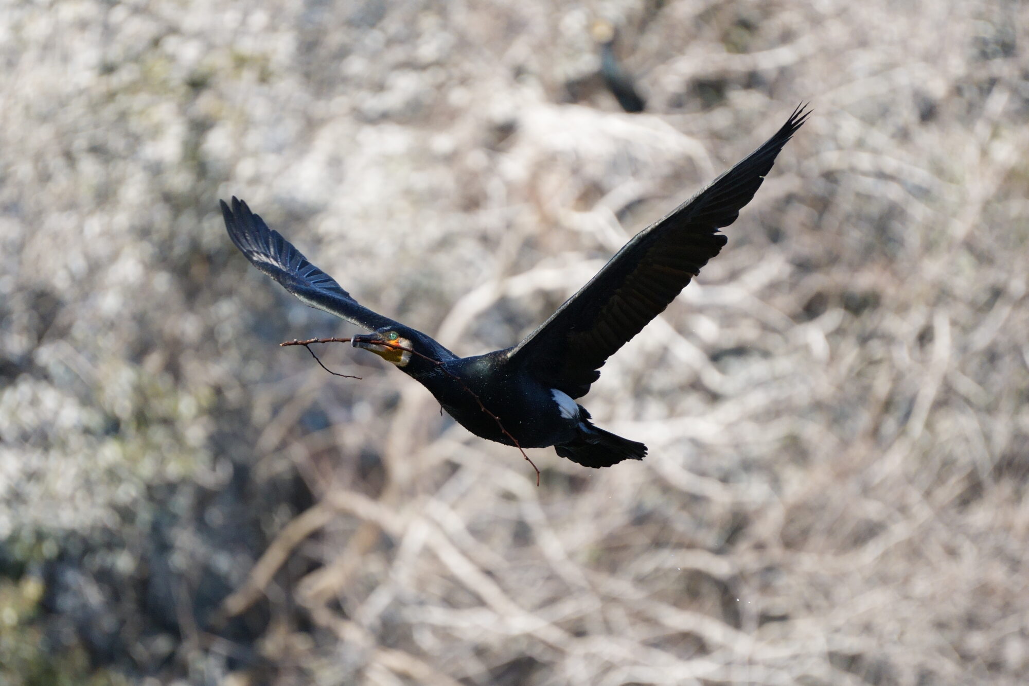 ILCE-7M5 f/6.3 1/2500sec 300mm ノーマル