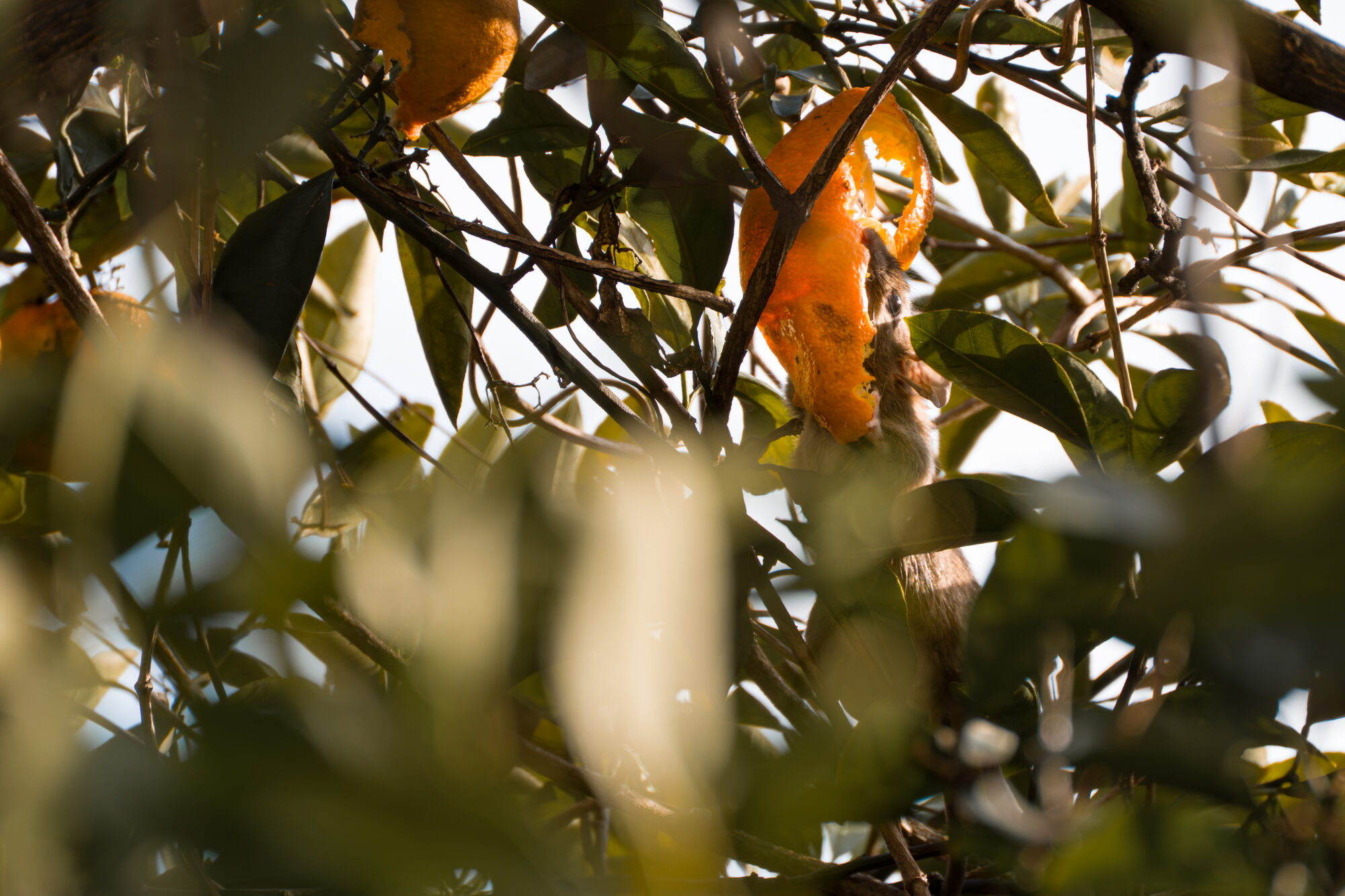 ILCE-7M5 f/6.3 1/160sec 300mm