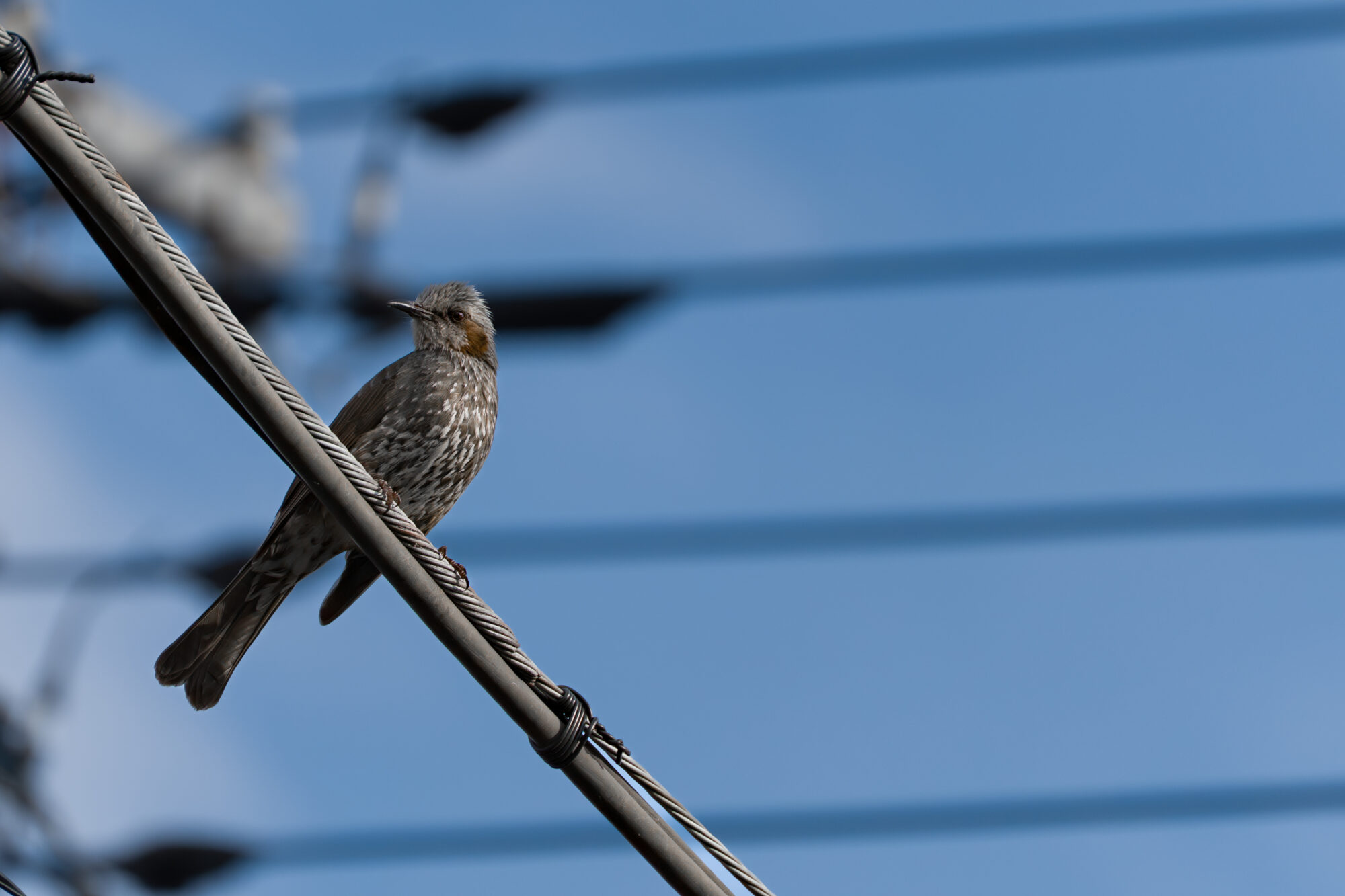 ILCE-7M5 f/6.3 1/2500sec 300mm