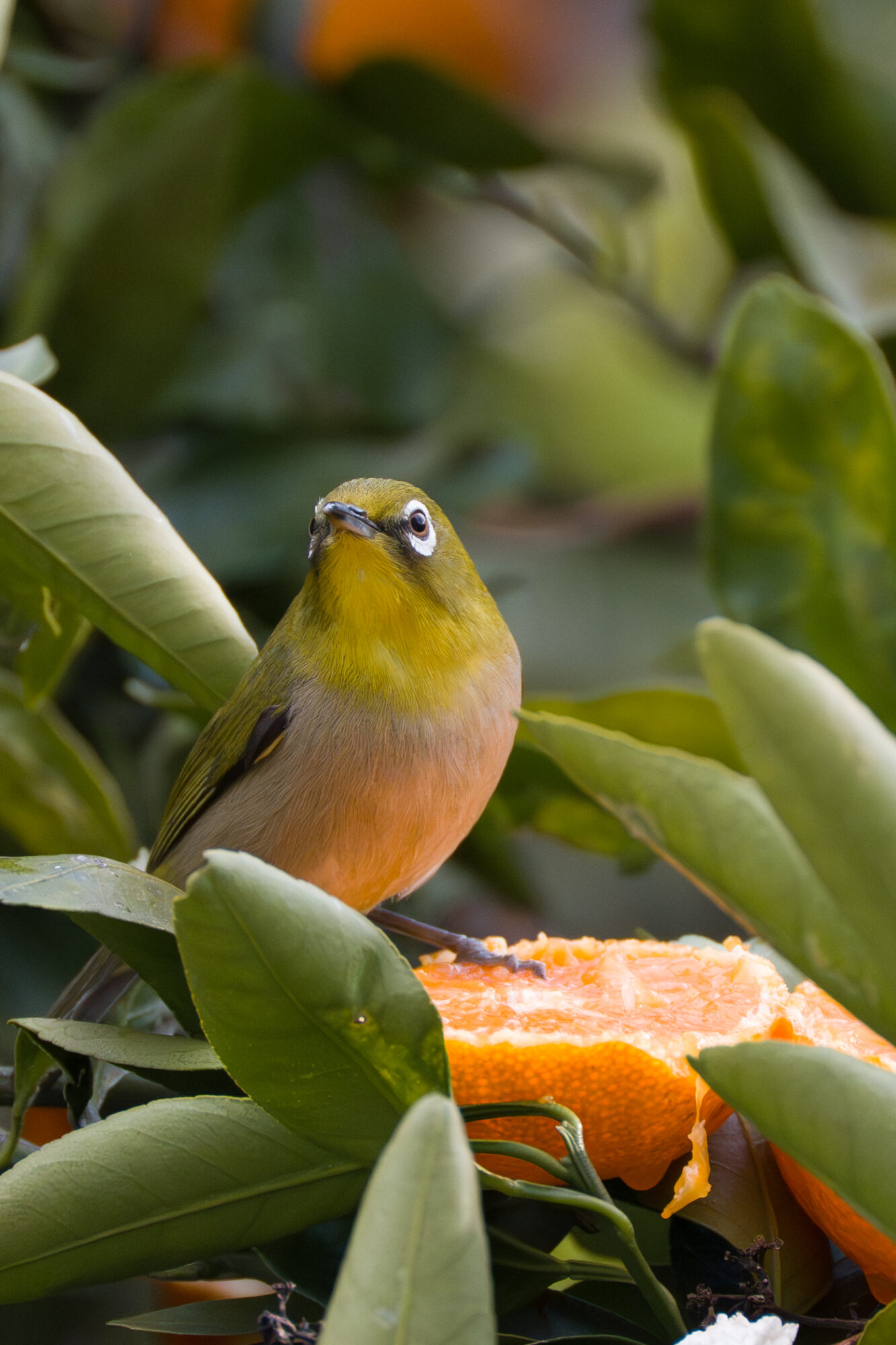 ILCE-7M5 f/6.3 1/2500sec 300mm