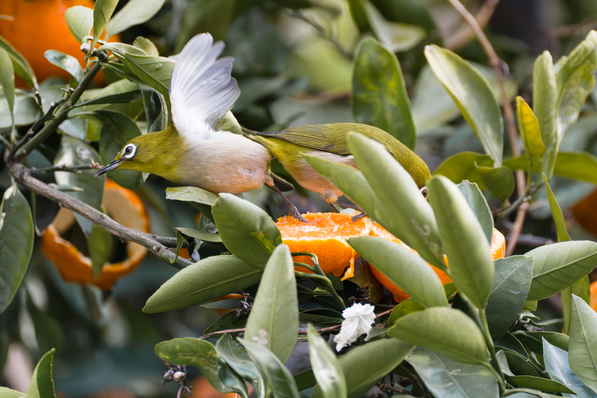 ILCE-7M5 f/6.3 1/2500sec 300mm