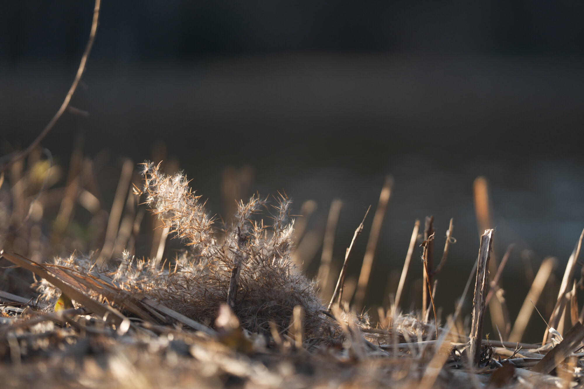 ILCE-7M5 f/1.8 1/2500sec 135mm