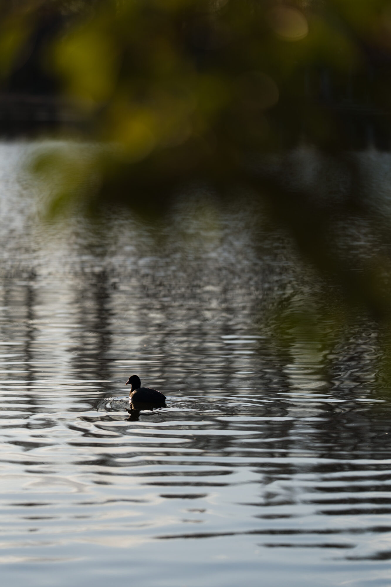 ILCE-7M5 f/1.8 1/2500sec 135mm