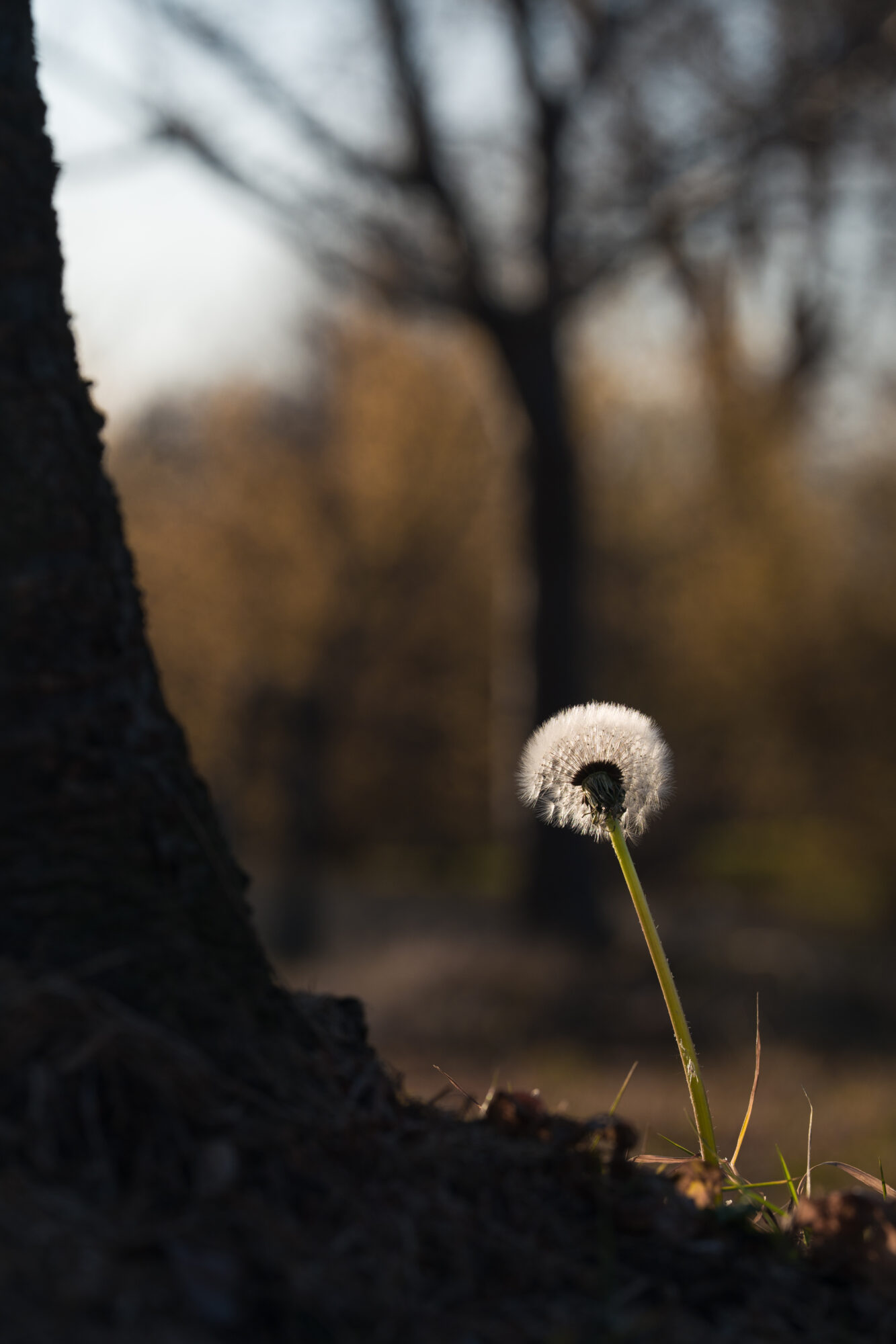 ILCE-7M5 f/8 1/200sec 135mm