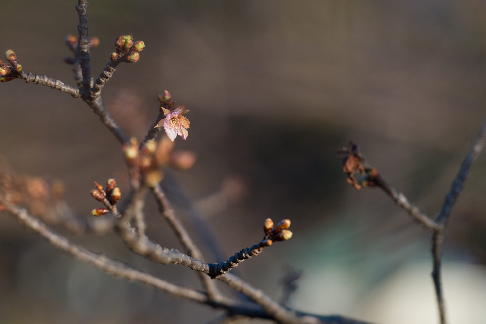 ILCE-7M5 f/2.8 1/3200sec 135mm