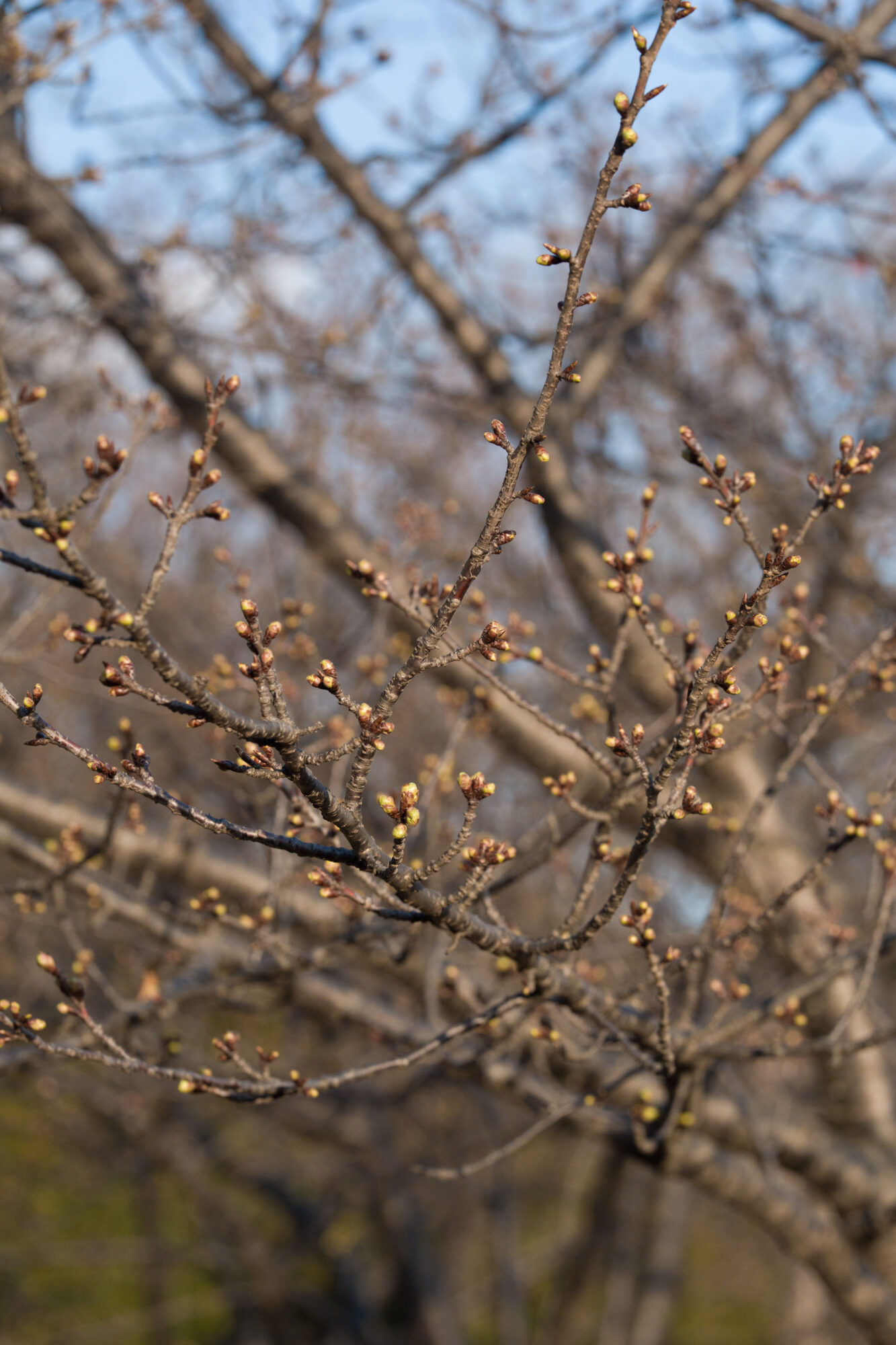 ILCE-7M5 f/7.1 1/1250sec 135mm