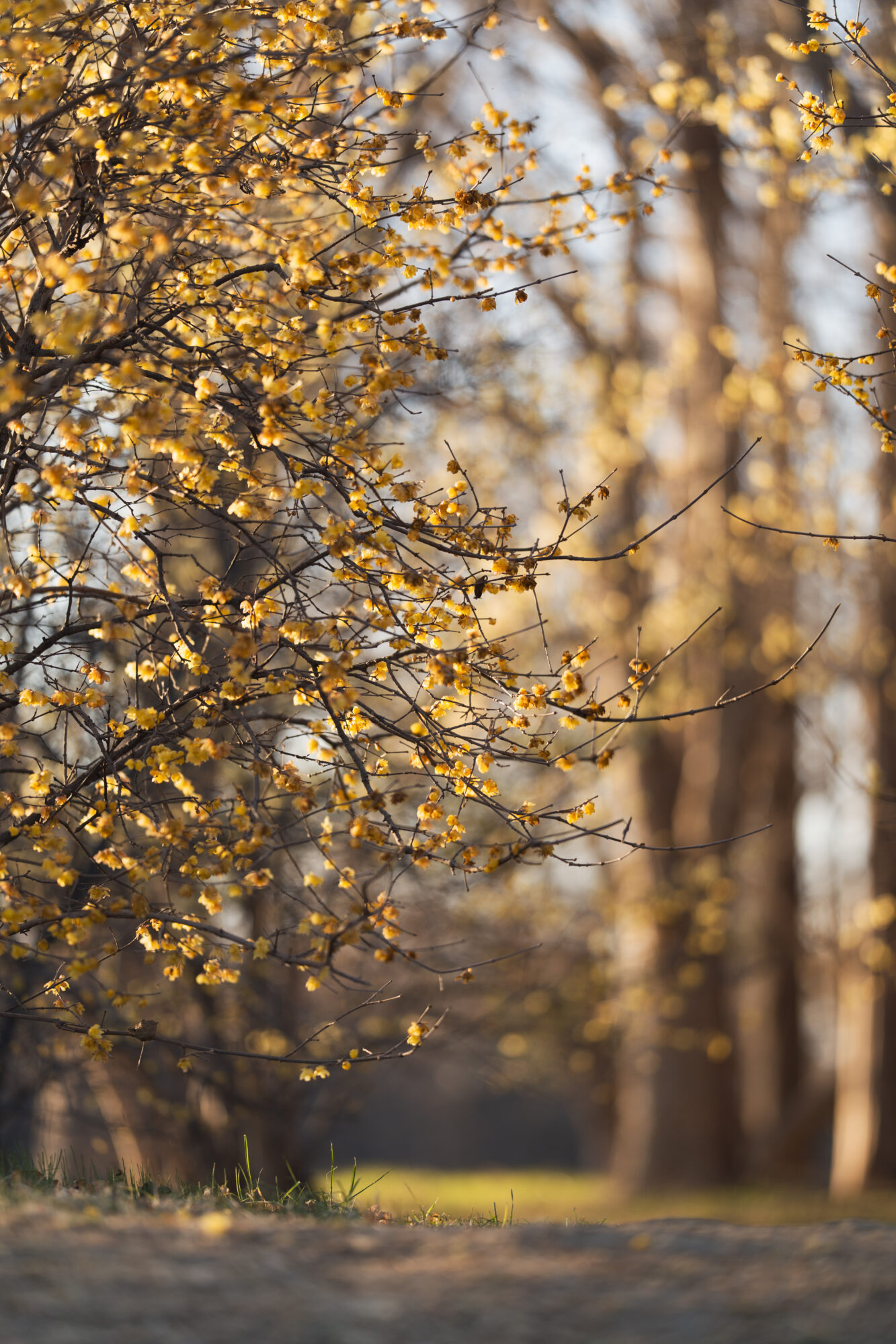 ILCE-7M5 f/1.8 1/400sec 135mm