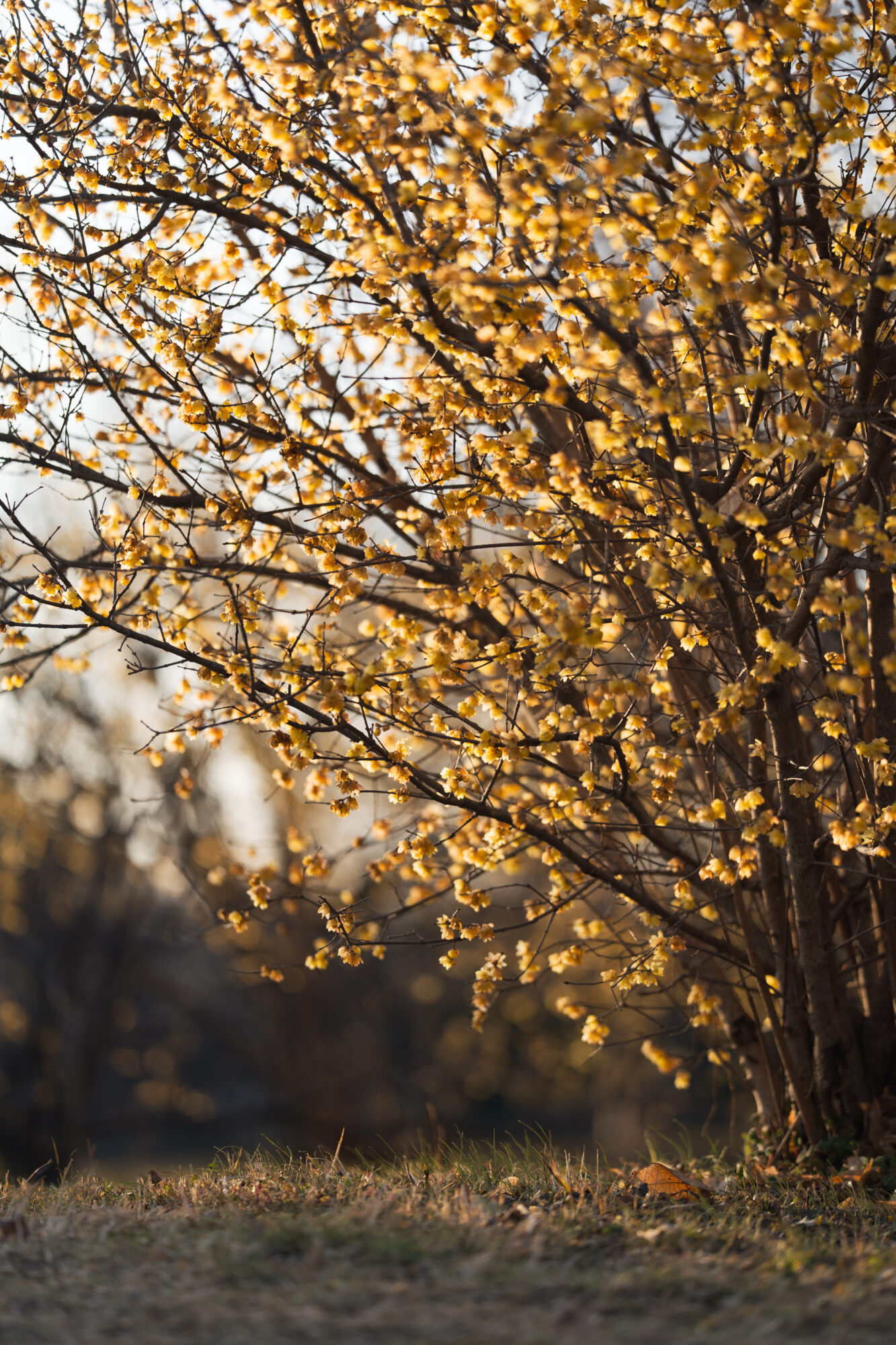 ILCE-7M5 f/1.8 1/640sec 135mm