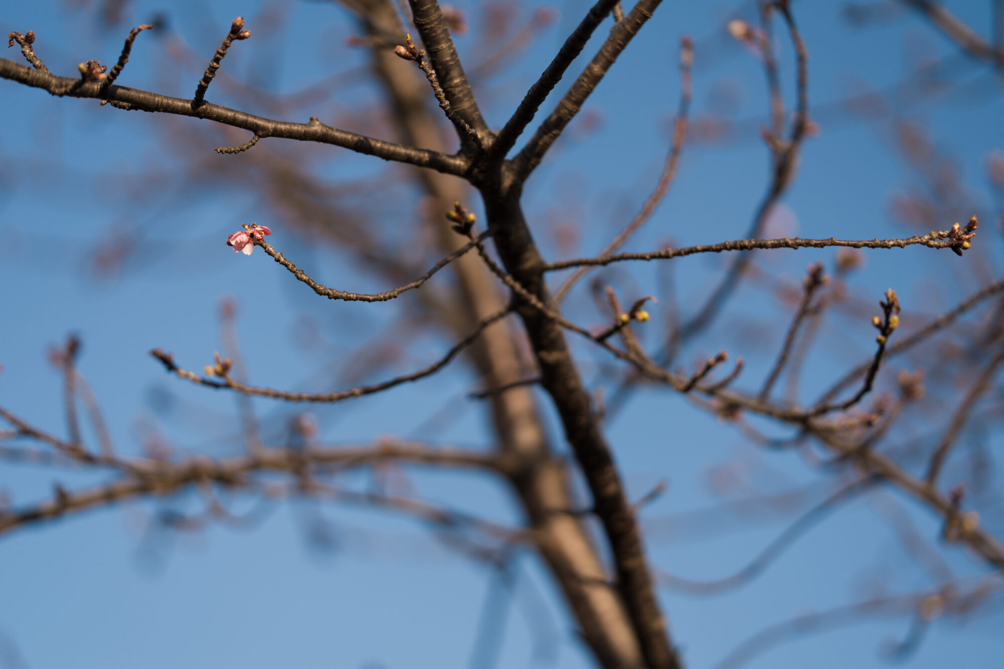 ILCE-7M5 f/1.8 1/1000sec 135mm