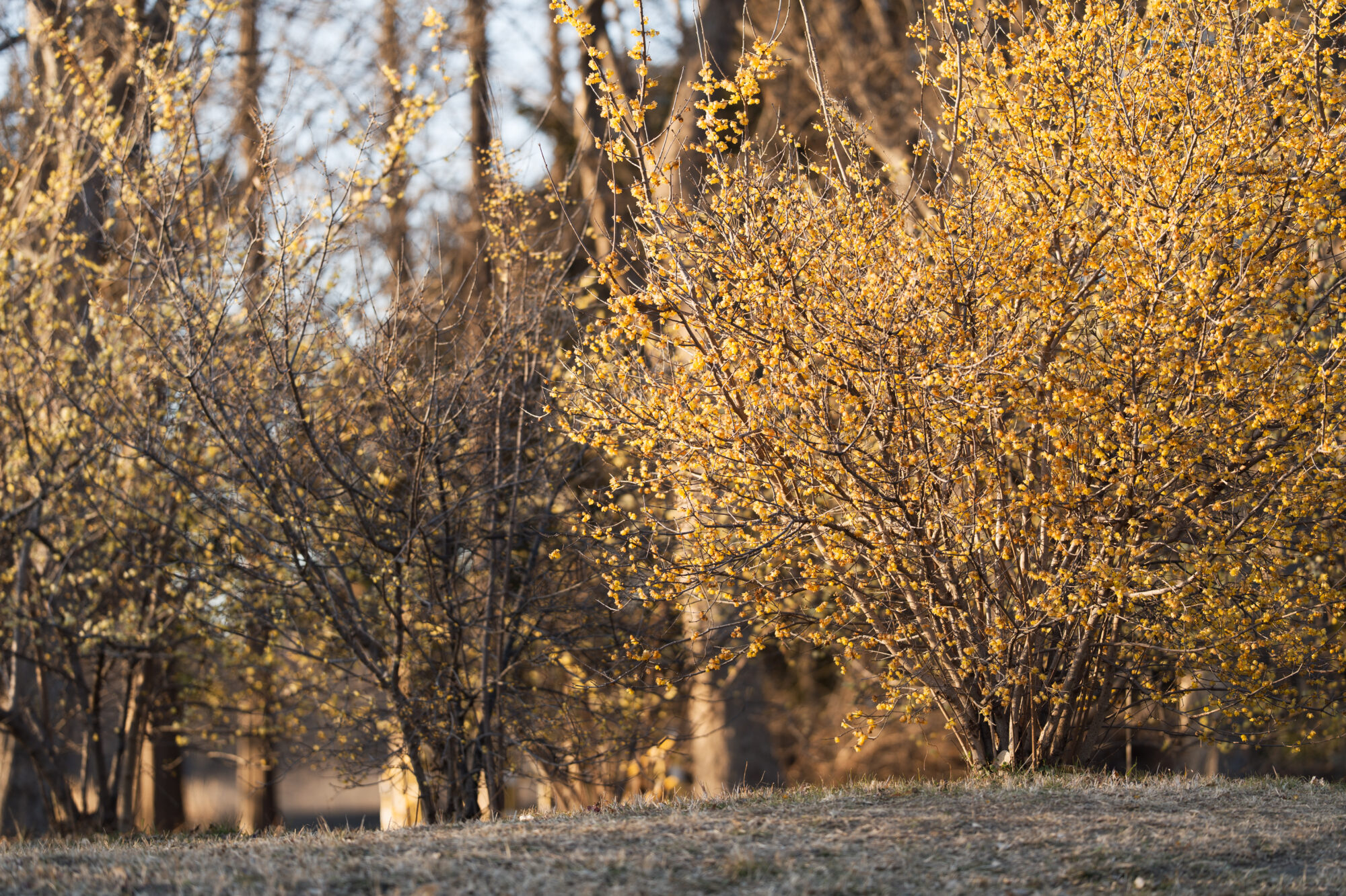 ILCE-7M5 f/1.8 1/400sec 135mm