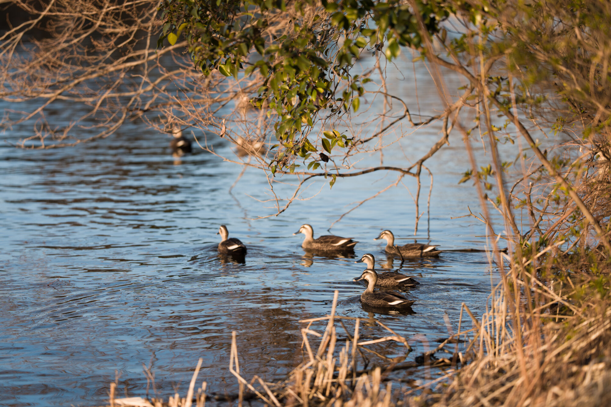 ILCE-7M5 f/1.8 1/640sec 135mm