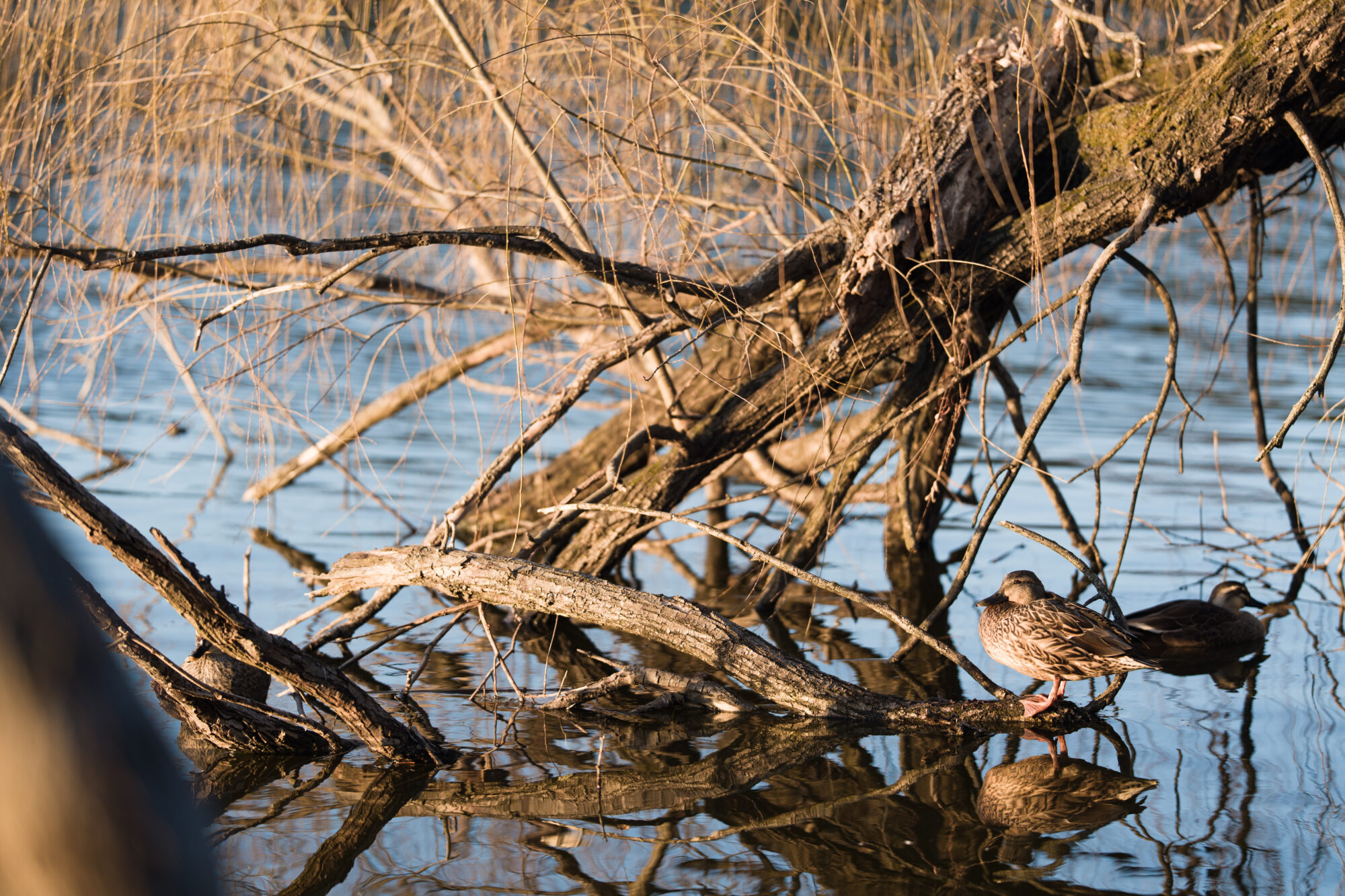 ILCE-7M5 f/1.8 1/320sec 135mm