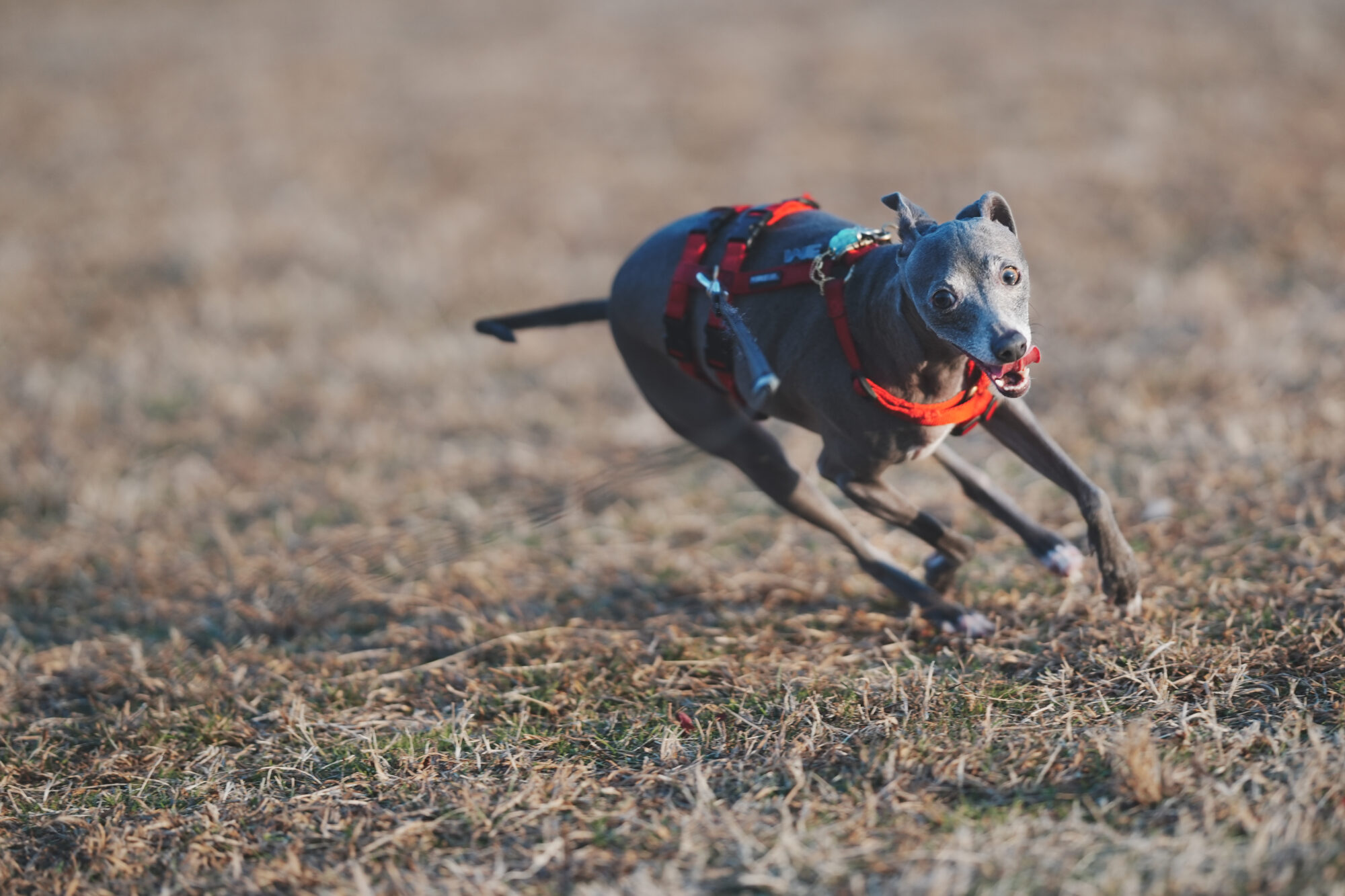 ILCE-7M5 f/1.8 1/2000sec 135mm