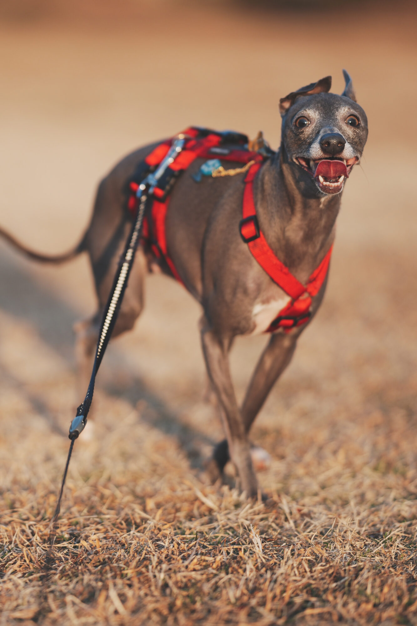 ILCE-7M5 f/2 1/1250sec 135mm