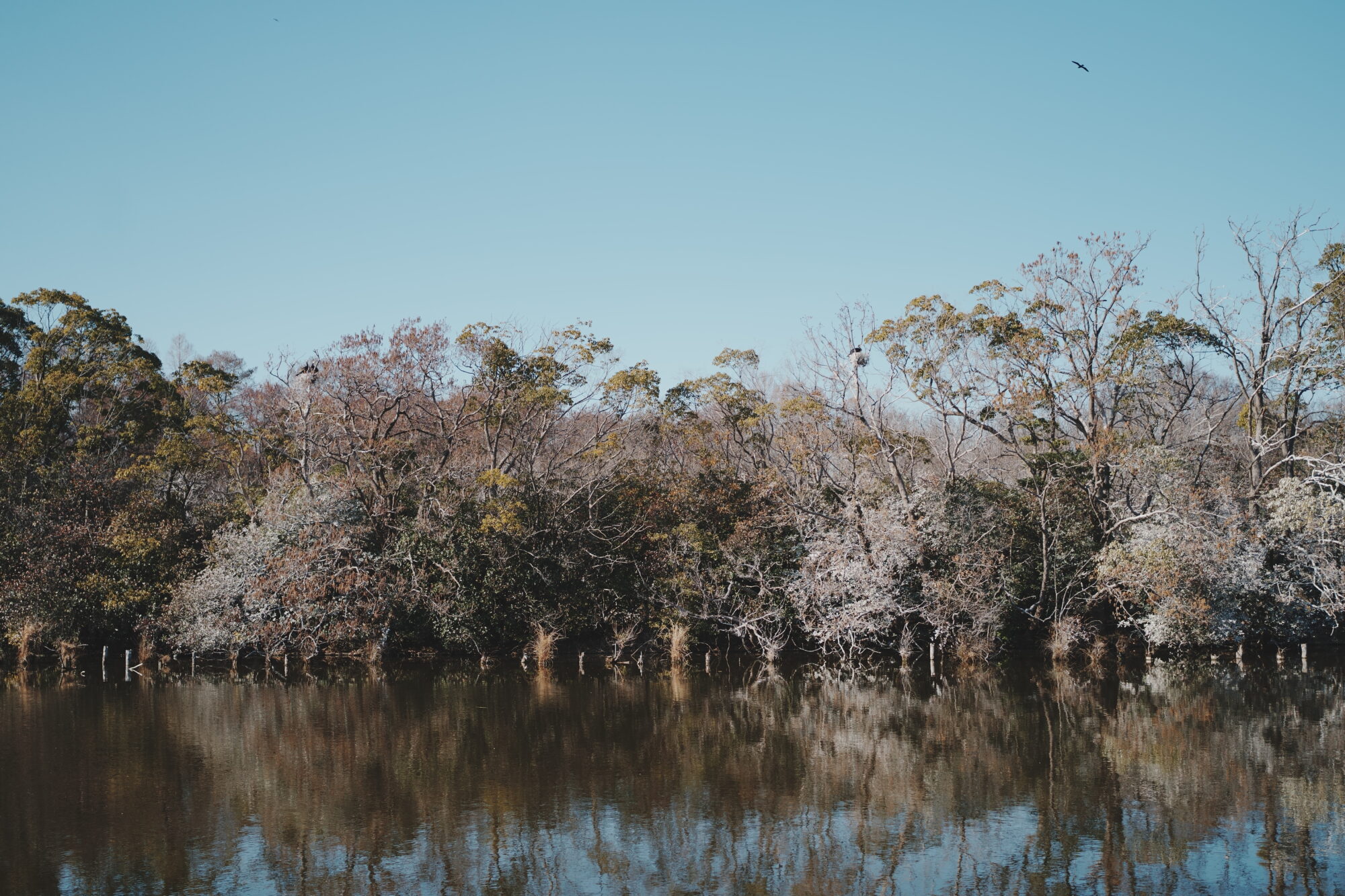 ILCE-7M5 f/2.5 1/2500sec 40mm