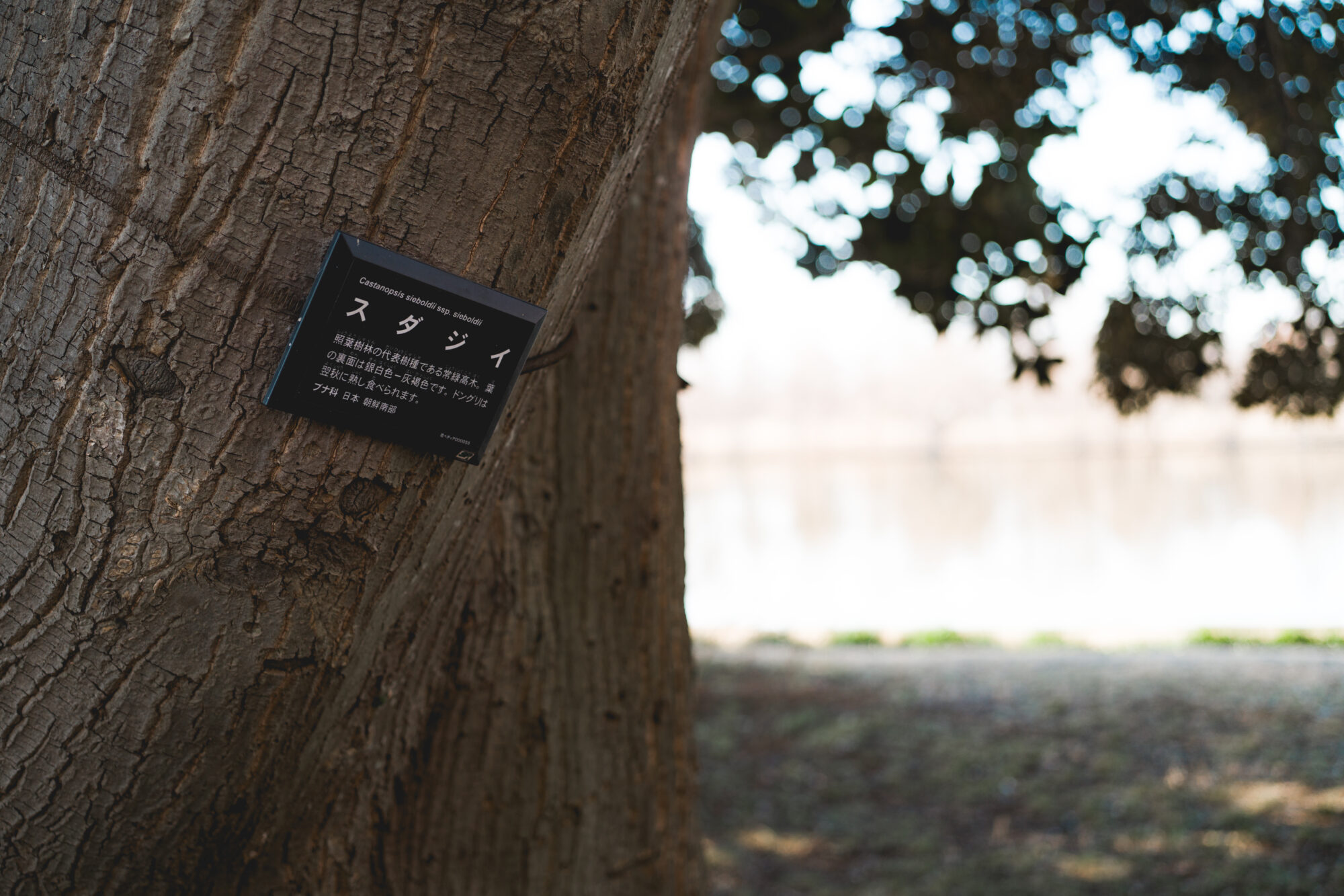 ILCE-7M5 f/2.5 1/320sec 40mm