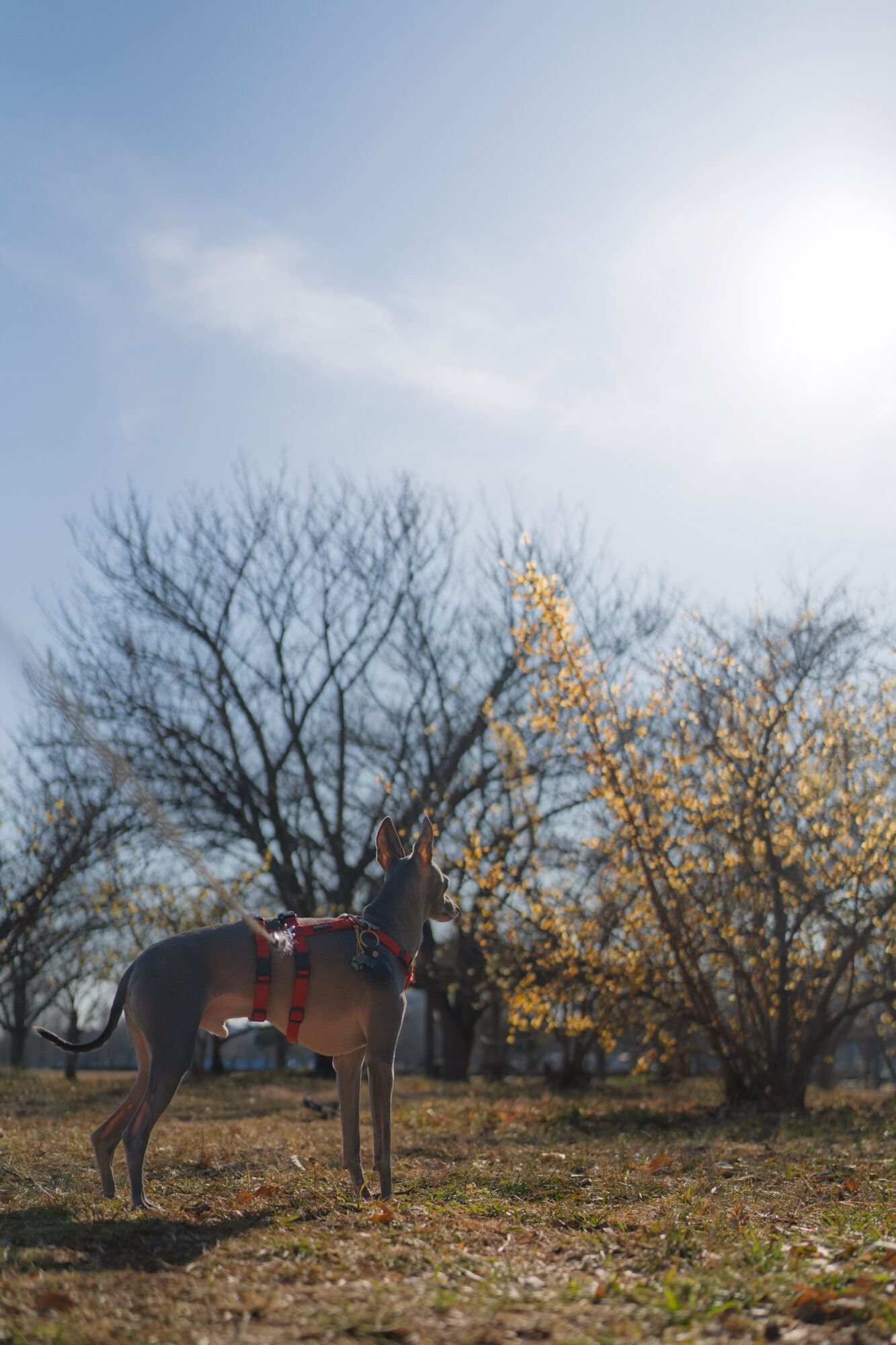 ILCE-7M5 f/2.5 1/6400sec 40mm