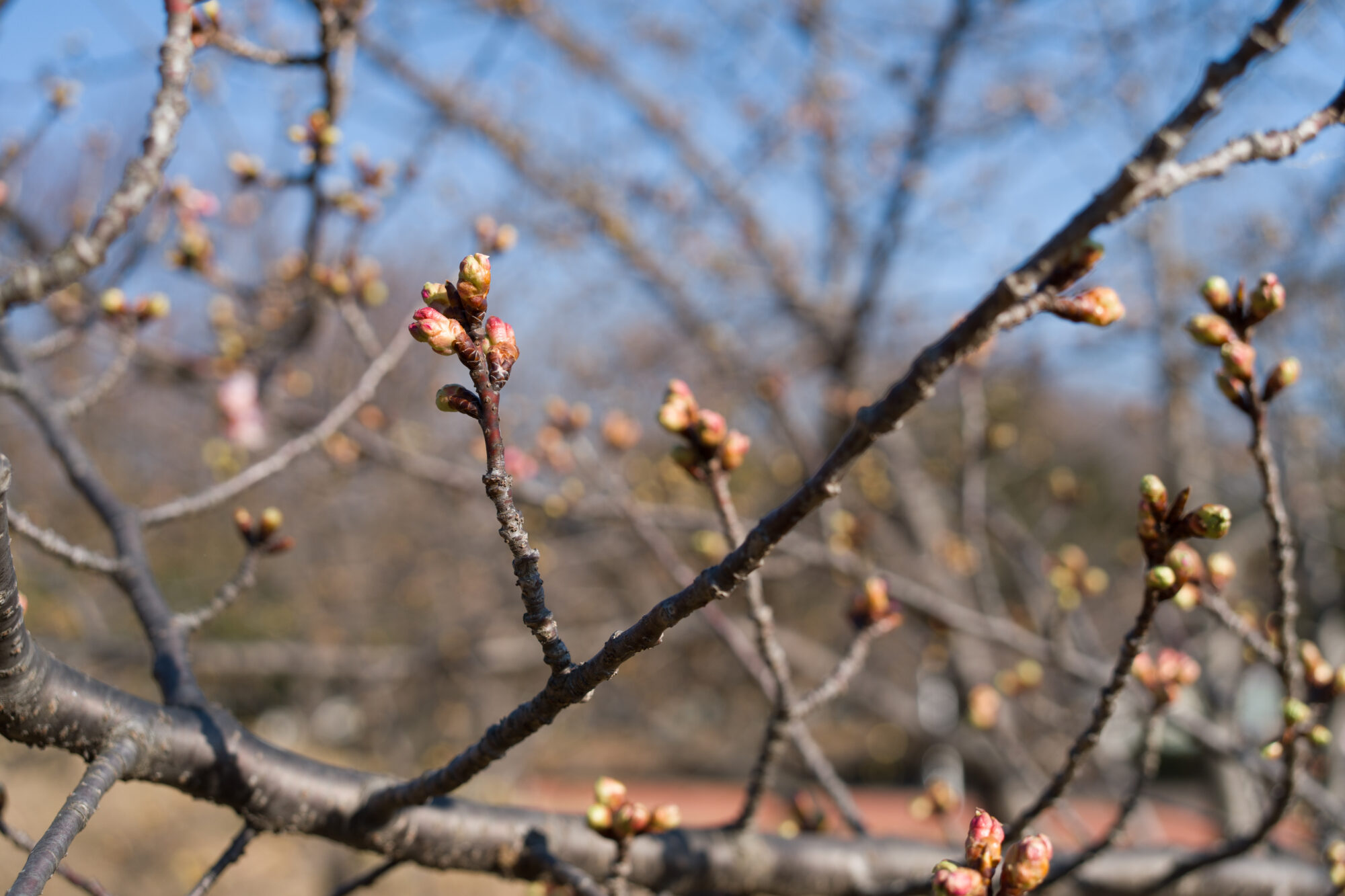 ILCE-7M5 f/4 1/1000sec 40mm