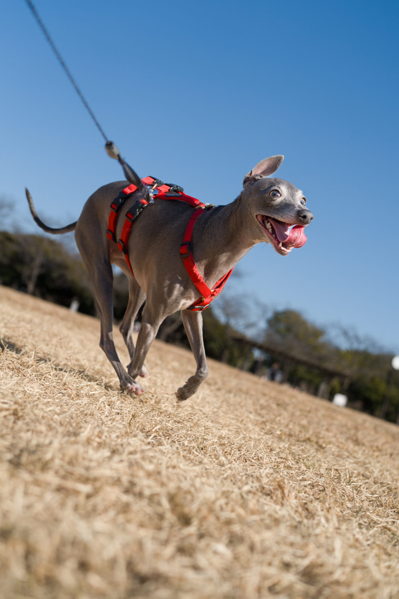 ILCE-7M5 f/4 1/2000sec 40mm