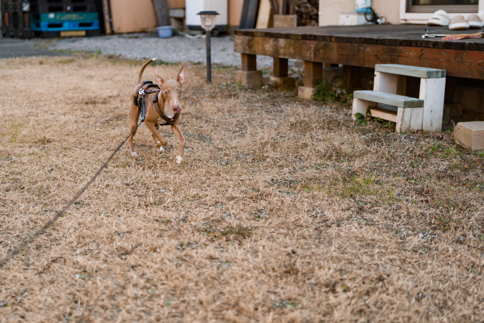 ILCE-7M5 f/2.5 1/2500sec 40mm