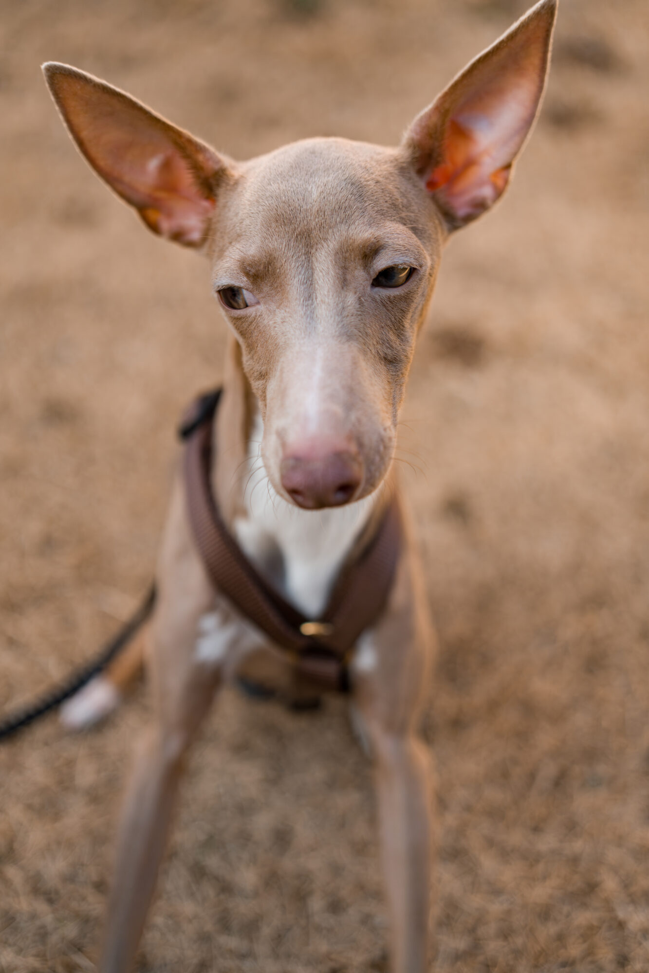 ILCE-7M5 f/2.5 1/2500sec 40mm