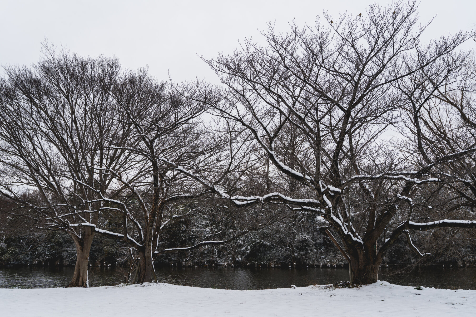 ILCE-7M5 f/6.3 1/400sec 40mm