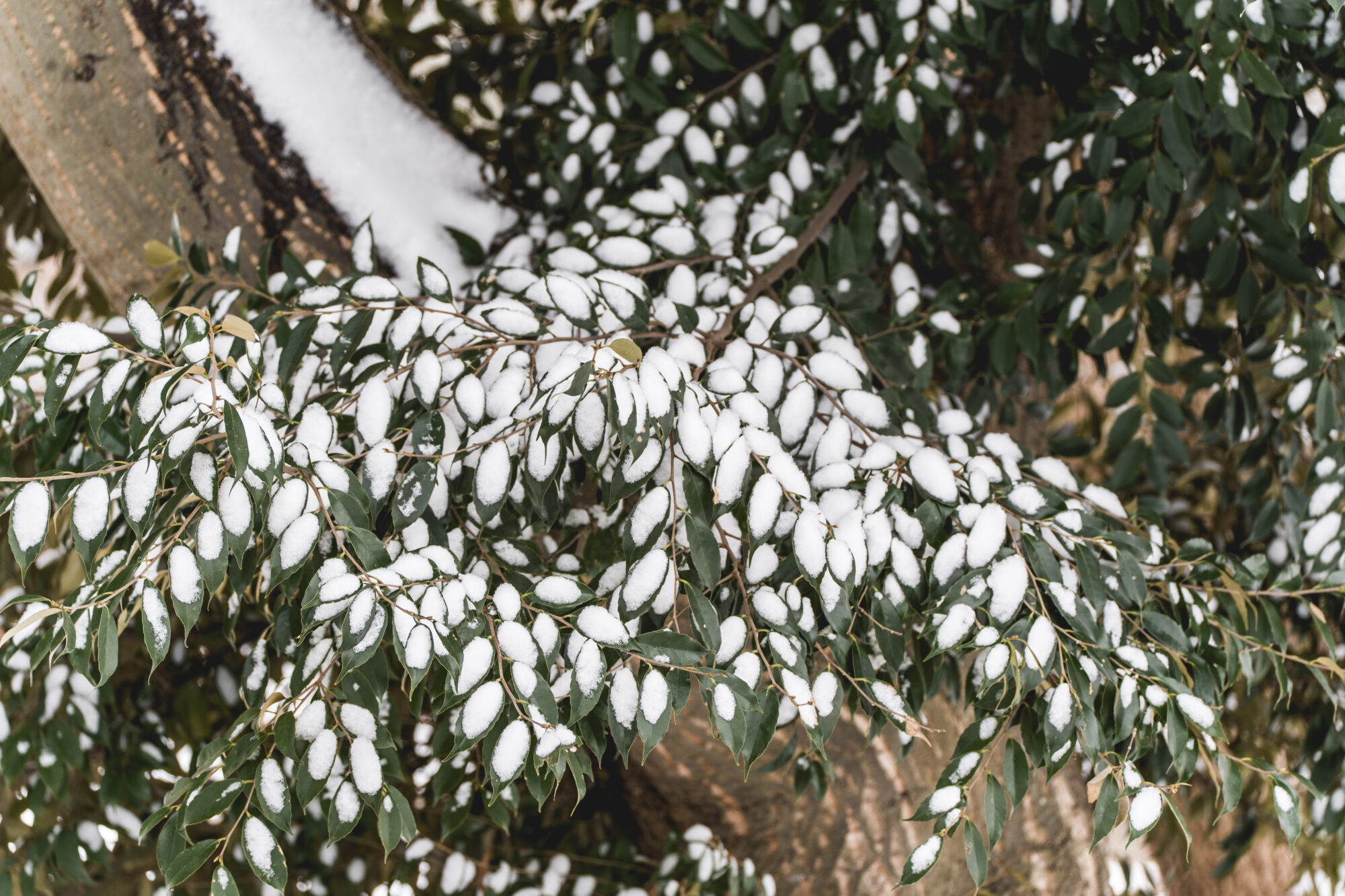 ILCE-7M5 f/6.3 1/80sec 176mm