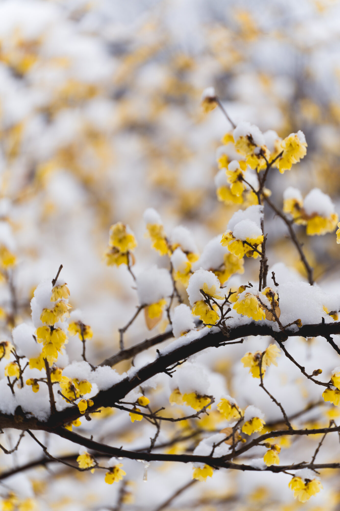 ILCE-7M5 f/6.3 1/500sec 300mm