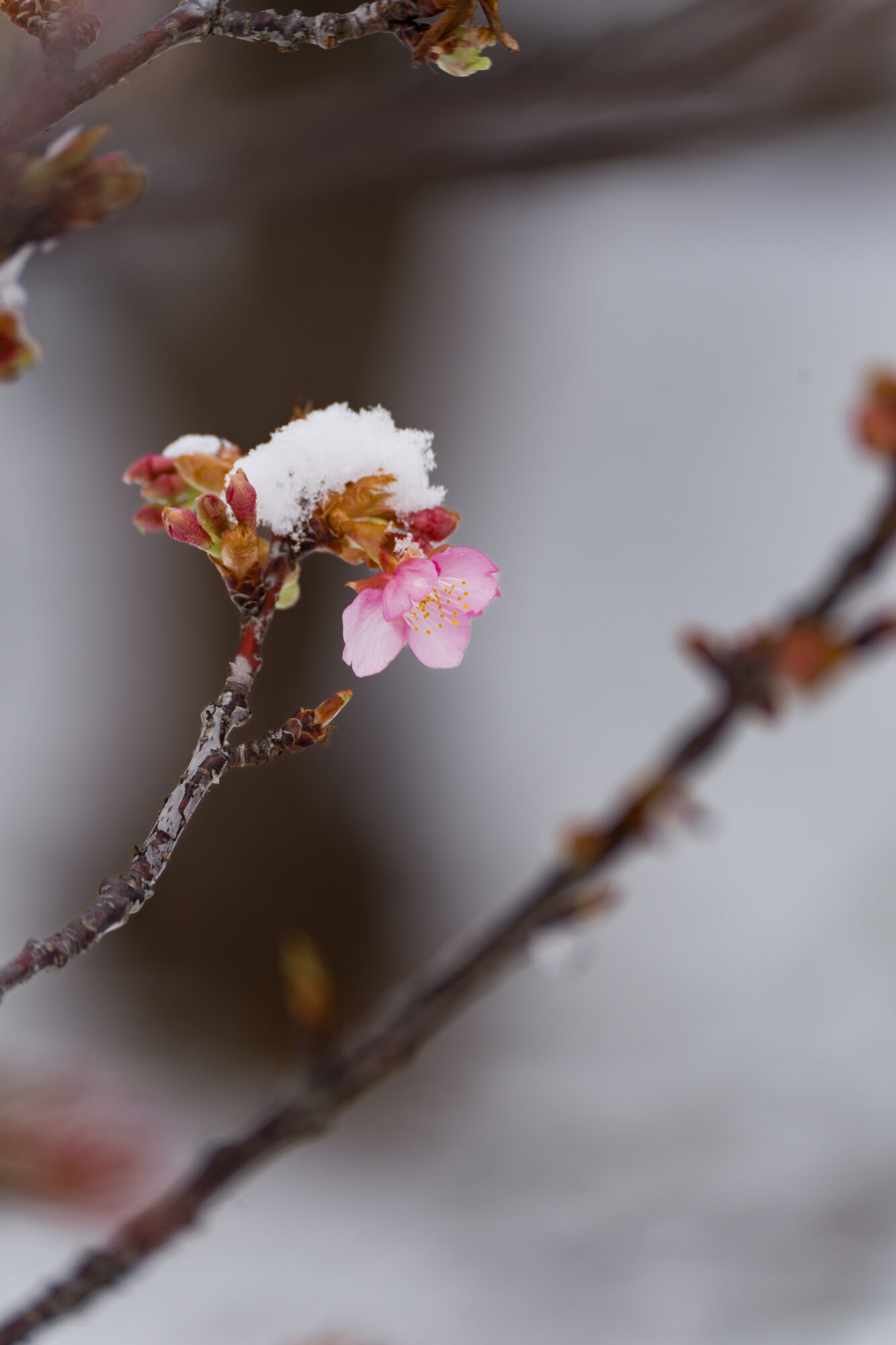 ILCE-7M5 f/6.3 1/500sec 247mm