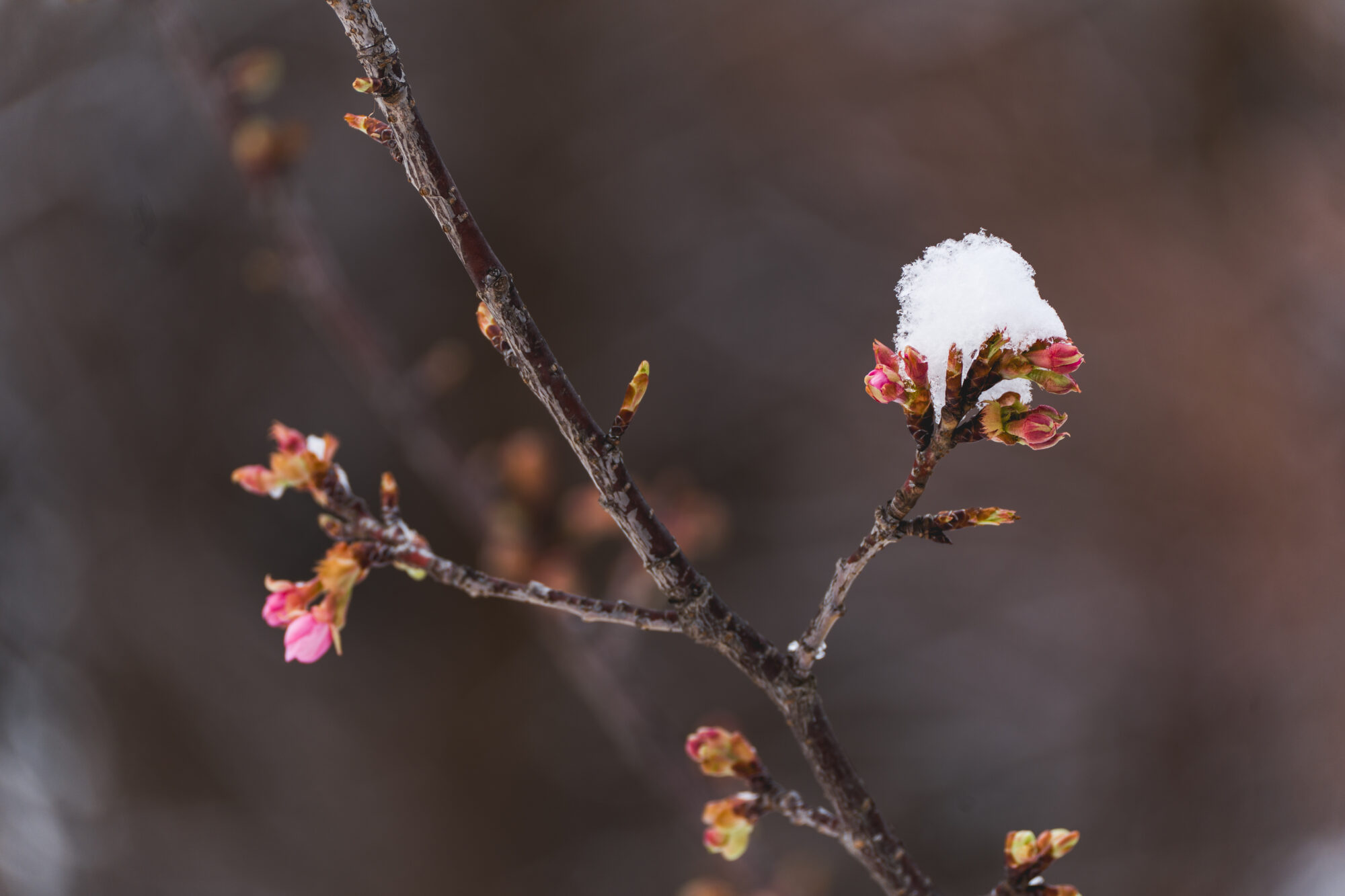 ILCE-7M5 f/6.3 1/250sec 256mm