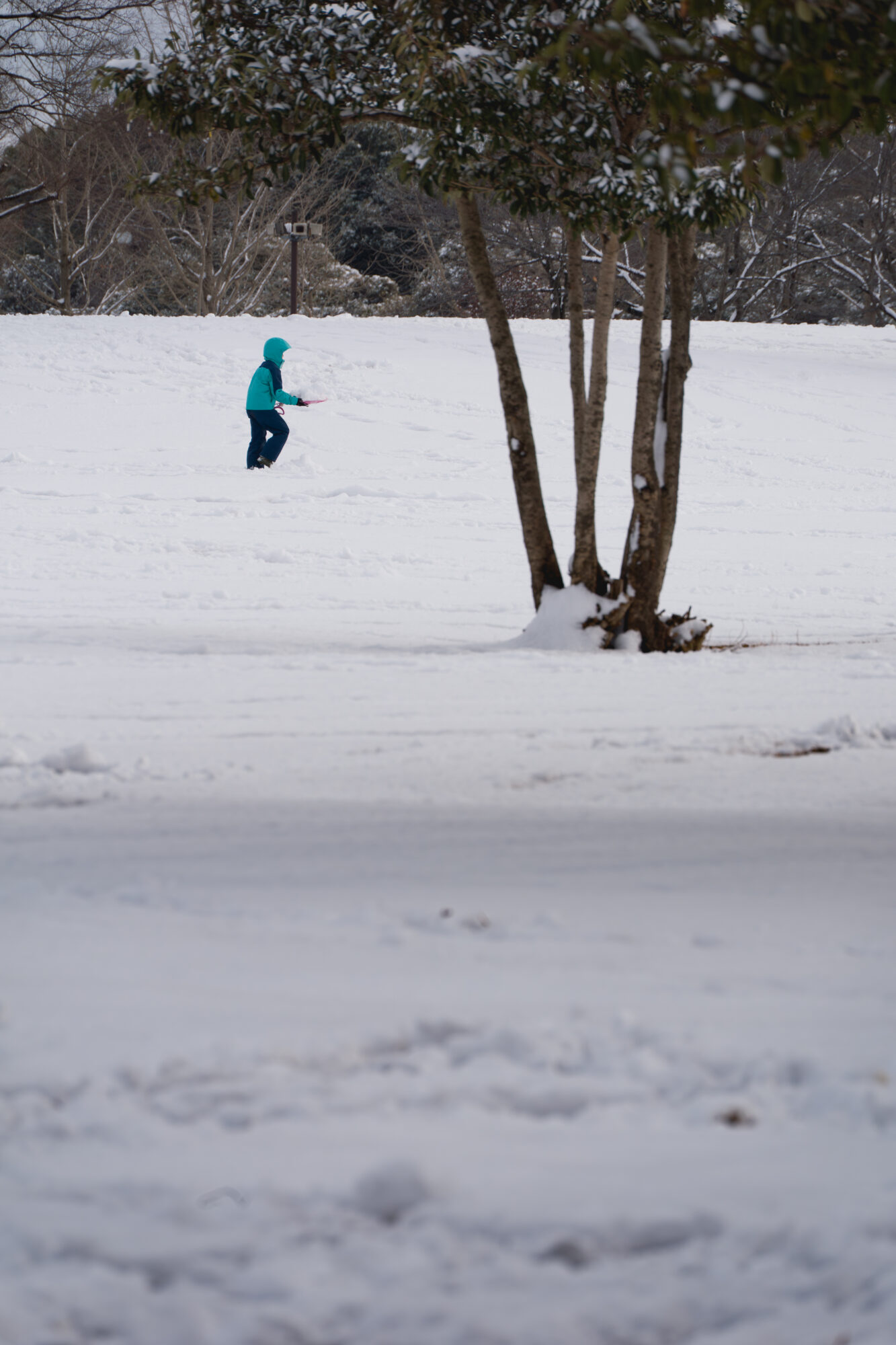 ILCE-7M5 f/10 1/500sec 300mm