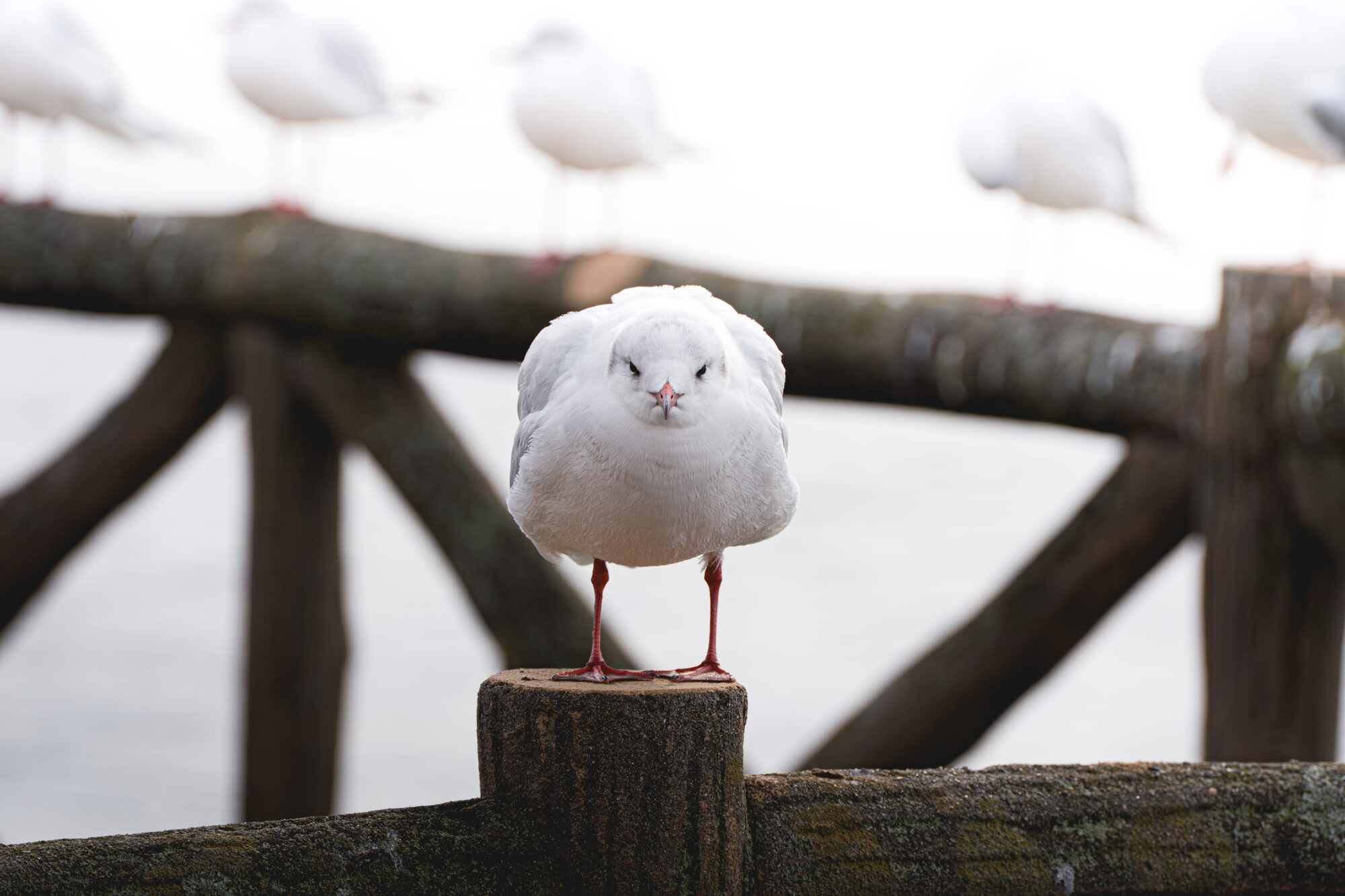 ILCE-7M5 f/10 1/160sec 300mm