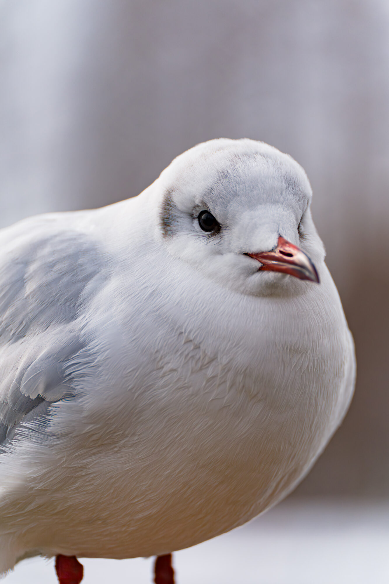 ILCE-7M5 f/6.3 1/2500sec 300mm