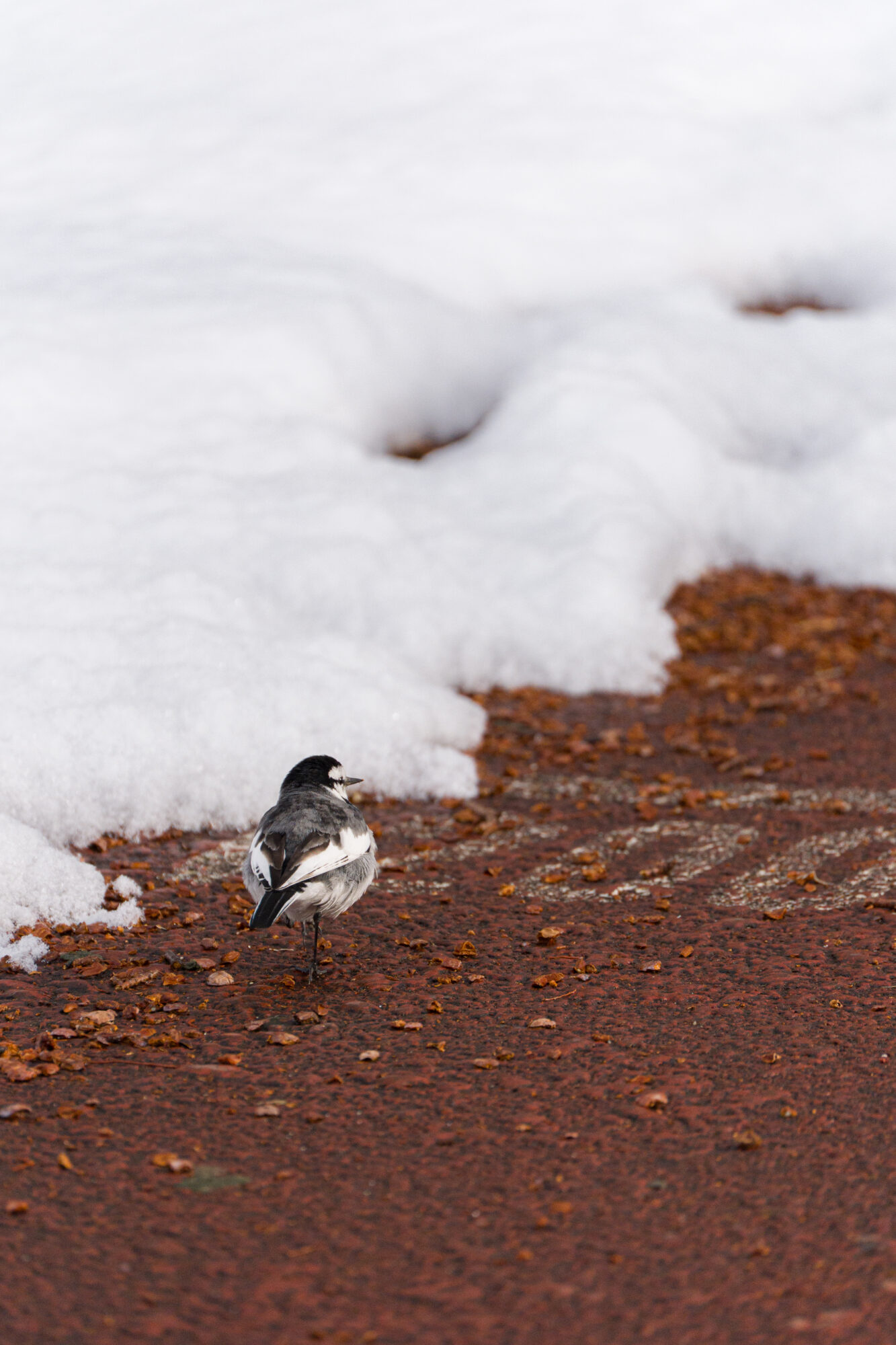 ILCE-7M5 f/6.3 1/2500sec 300mm